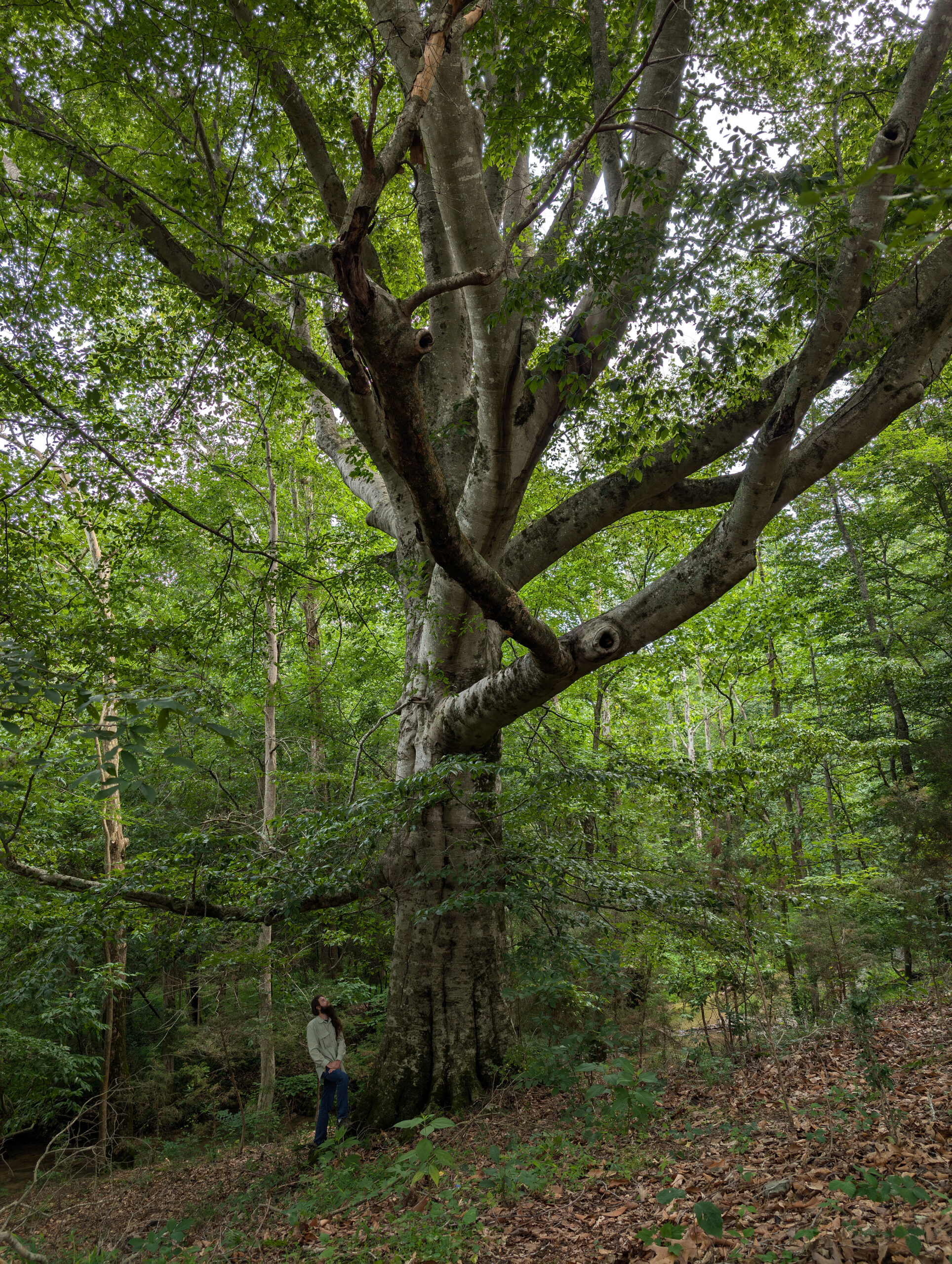 image for American Beech