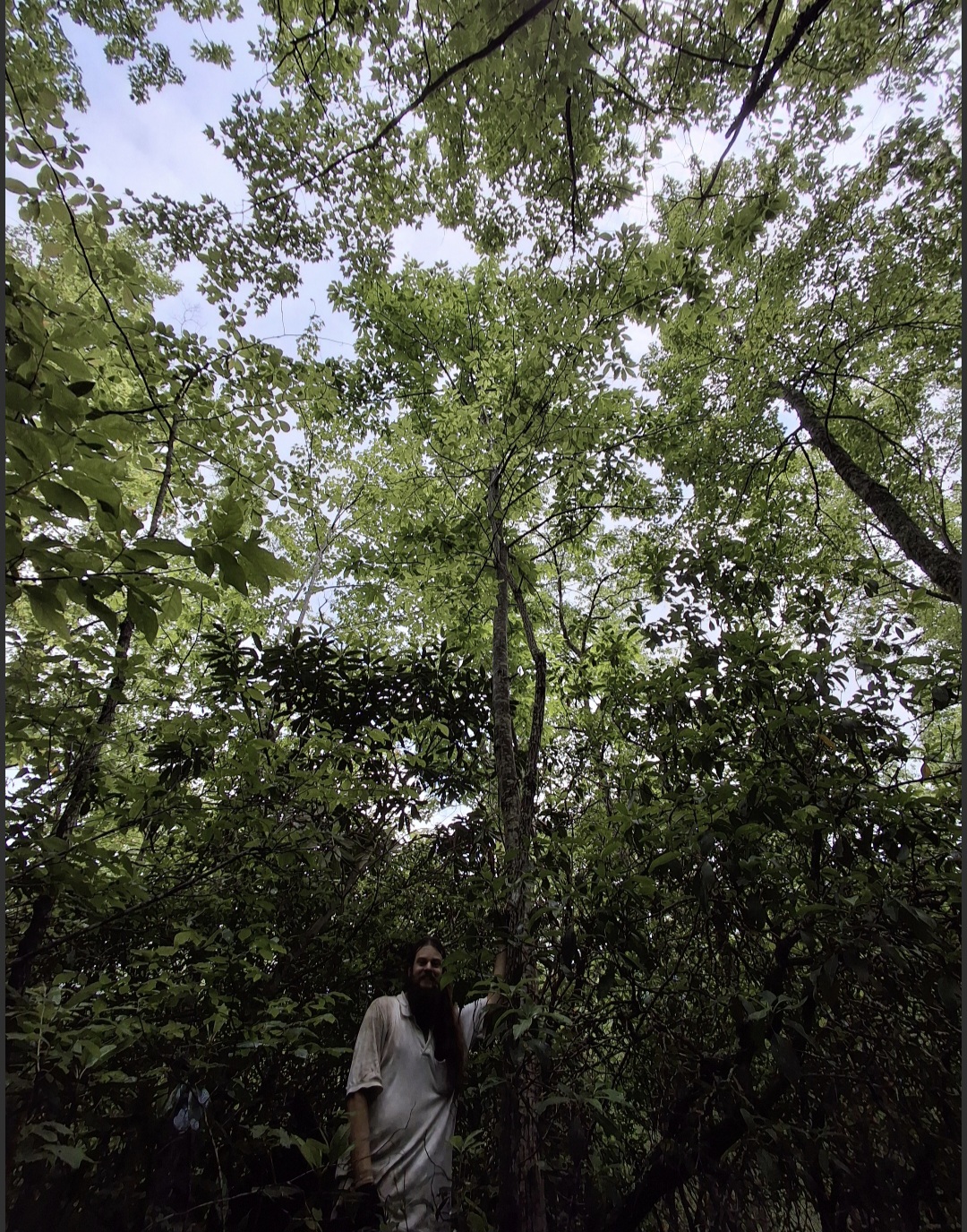 image for American Chestnut