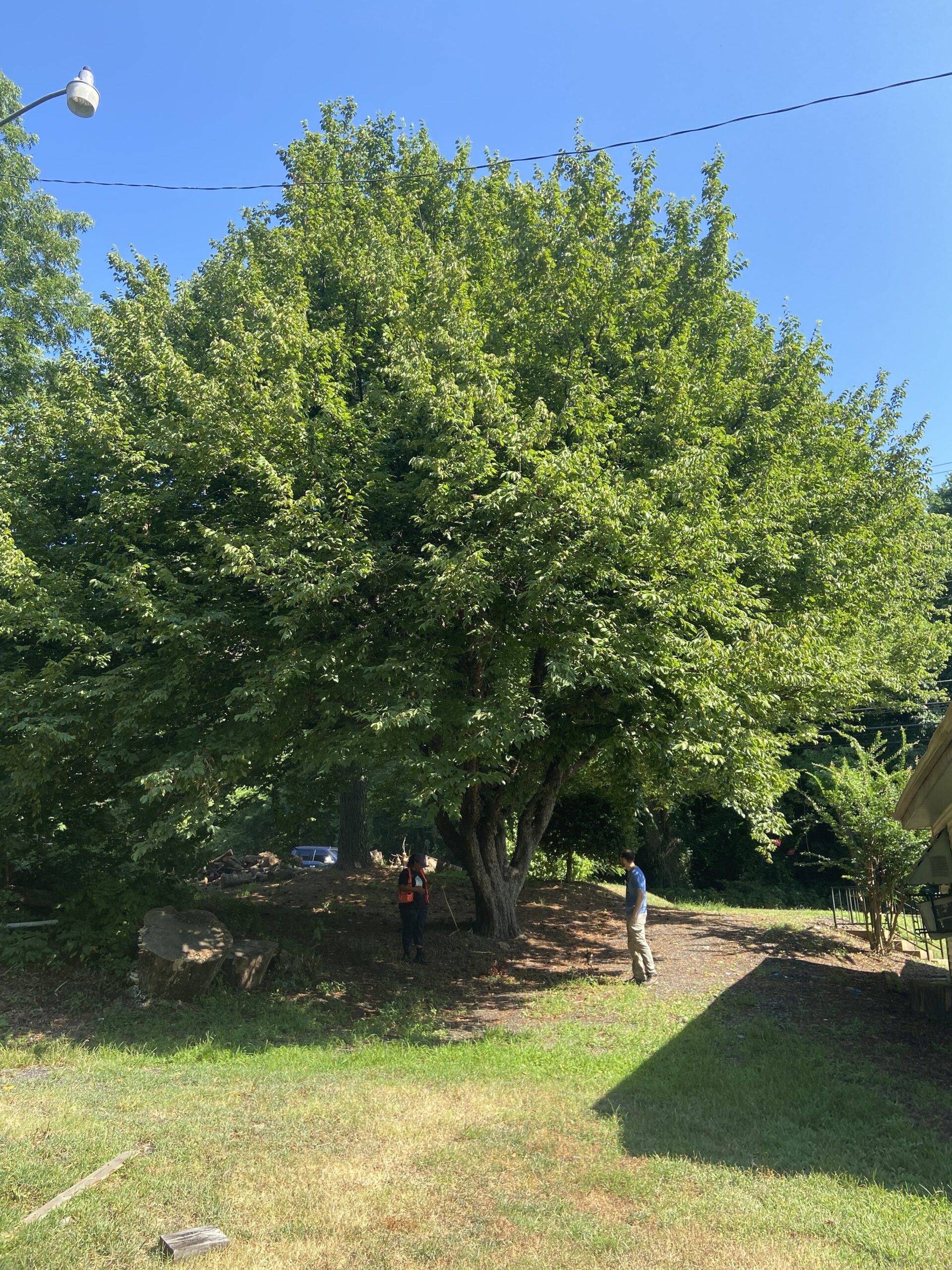 image for American Hophornbeam