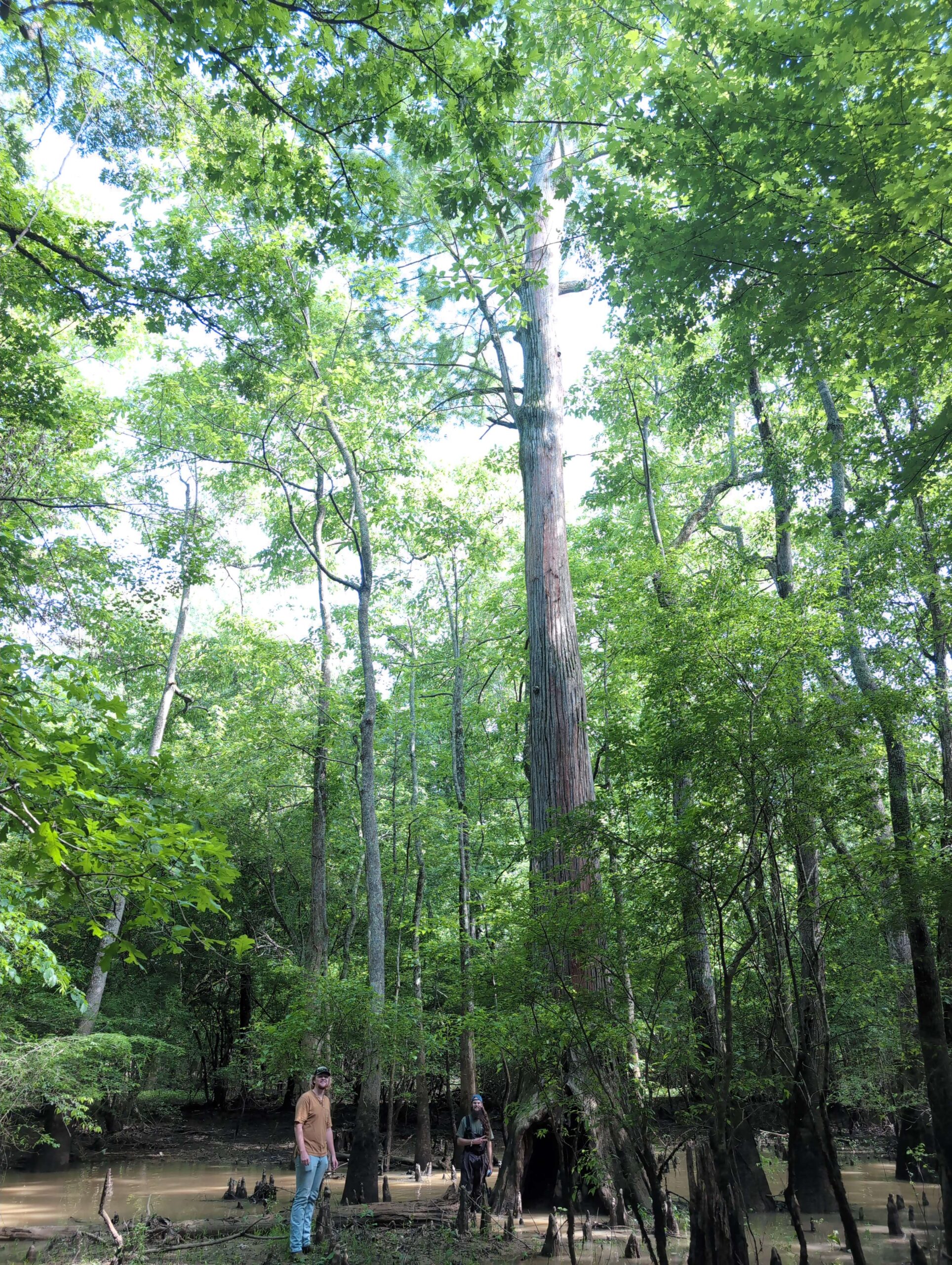 image for Bald Cypress