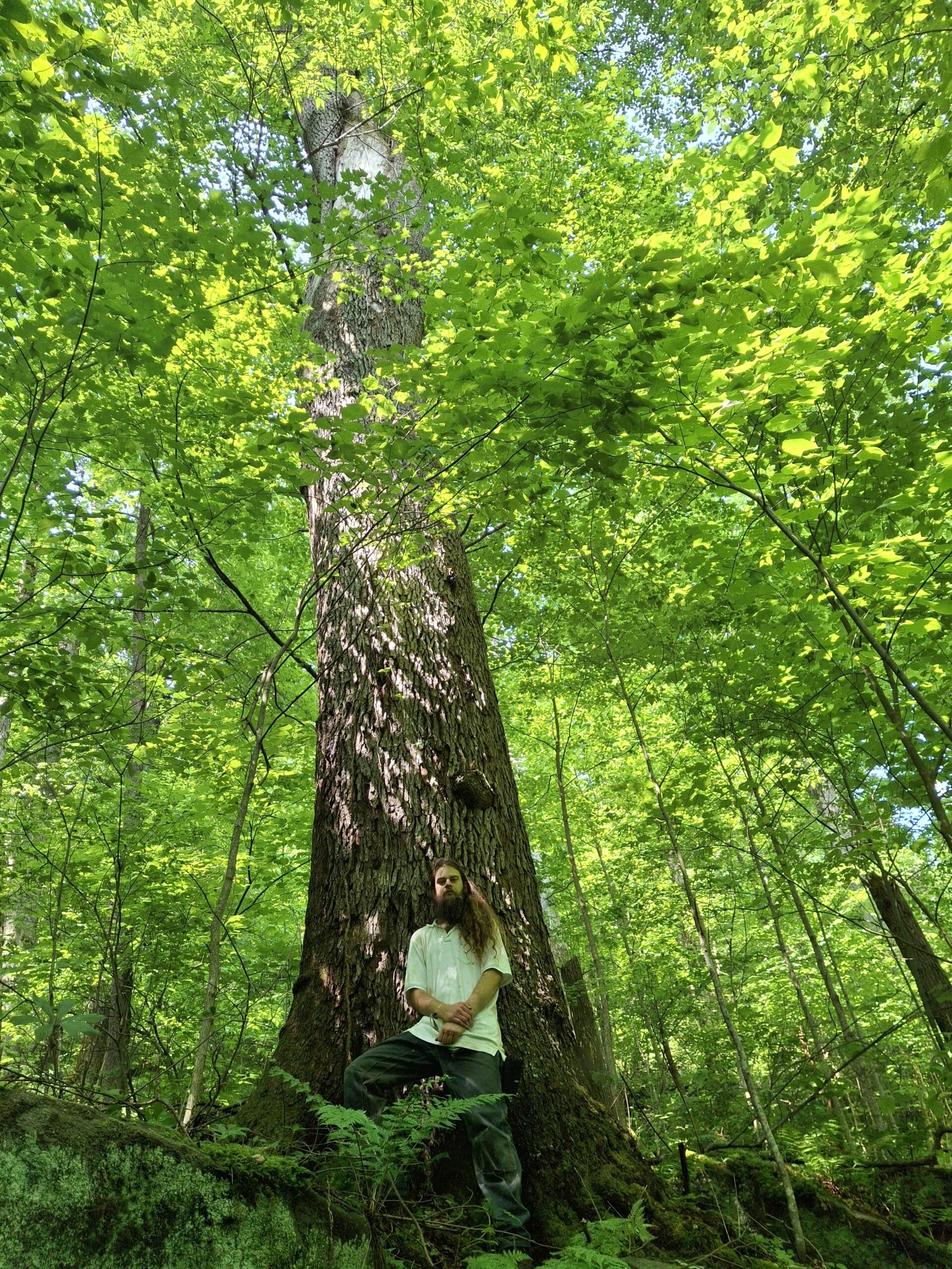 image for Black Cherry