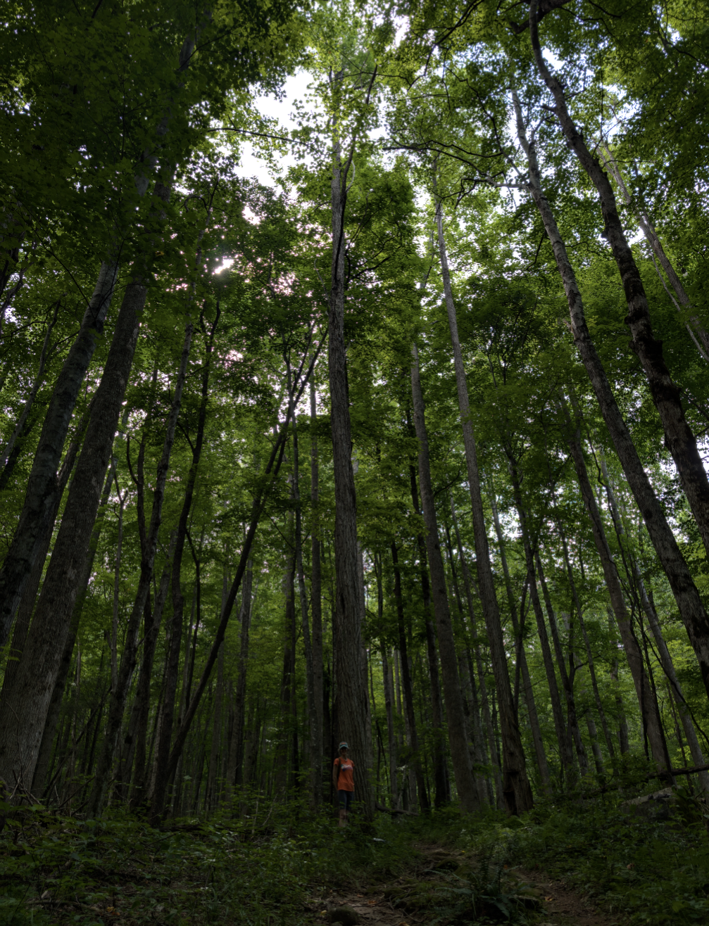 image for Black Locust