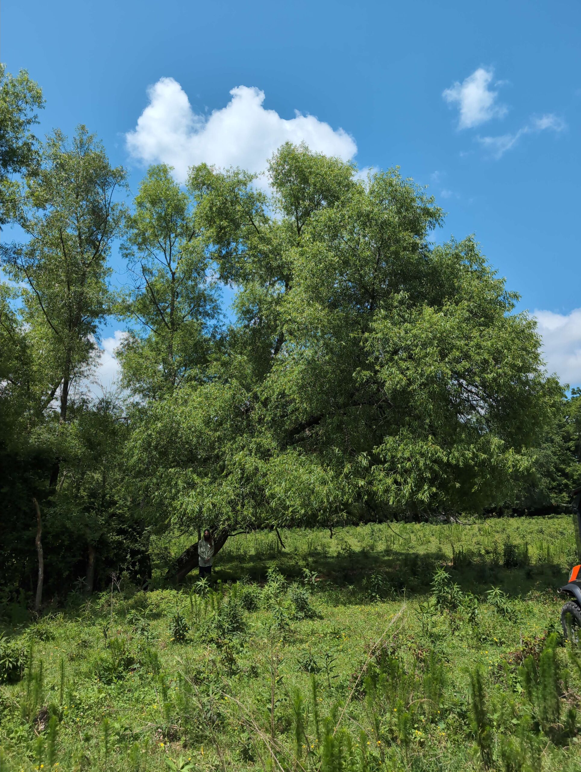 image for Black Willow