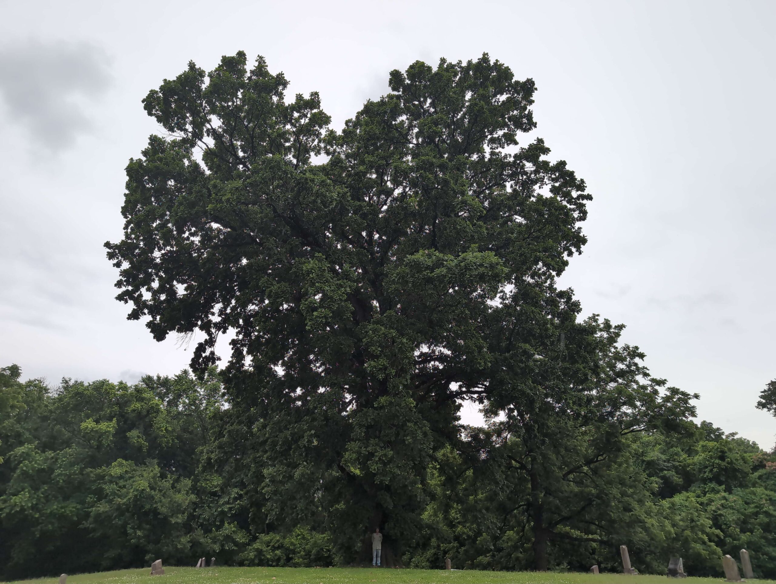 image for Bur Oak