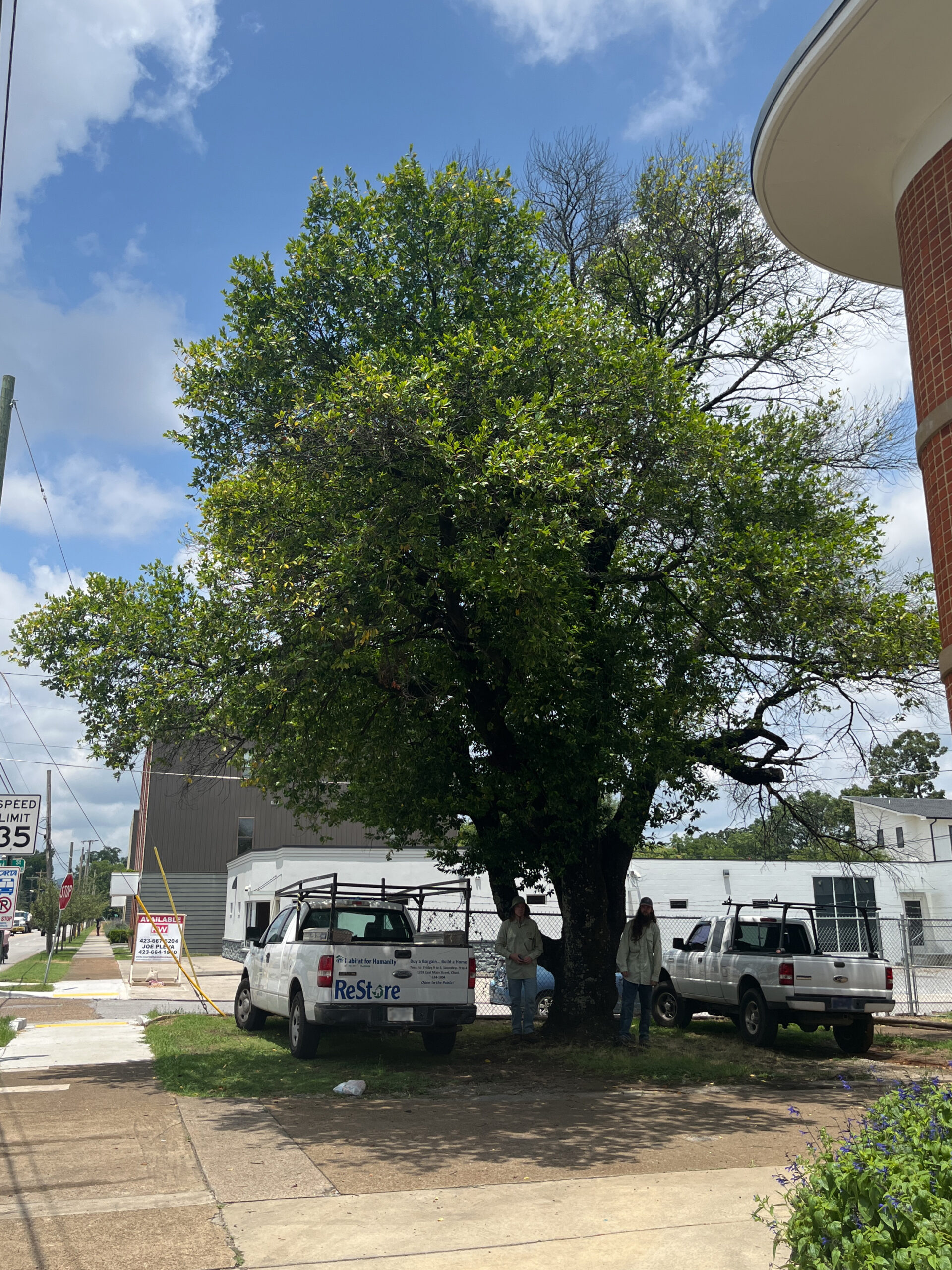 image for Carolina Cherry Laurel