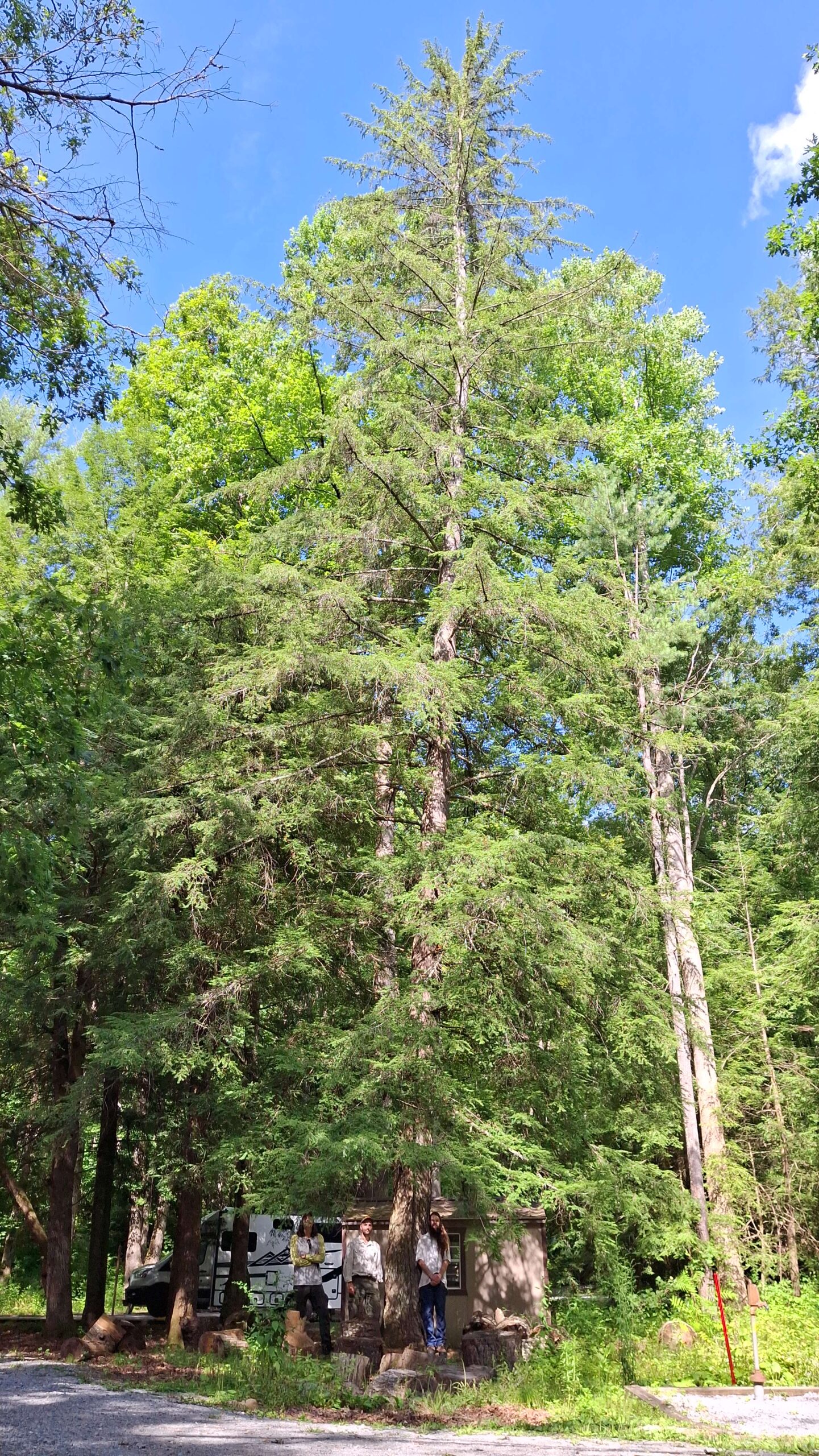 image for Carolina Hemlock