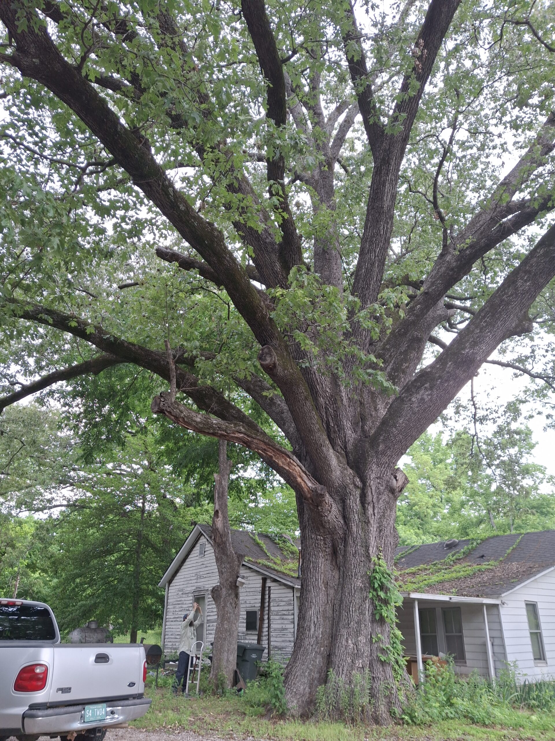 image for Cherrybark Oak