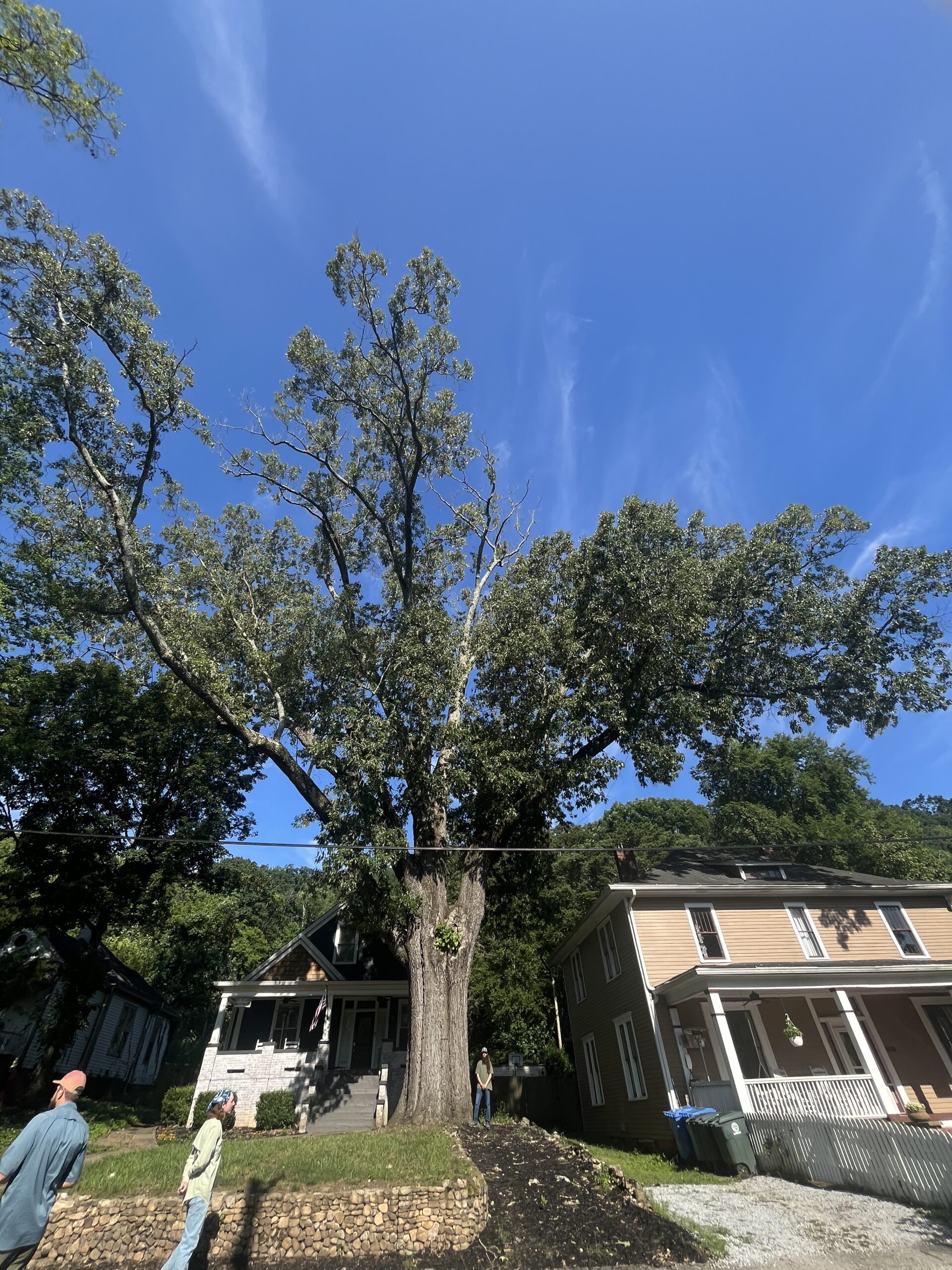 image for Cherrybark Oak