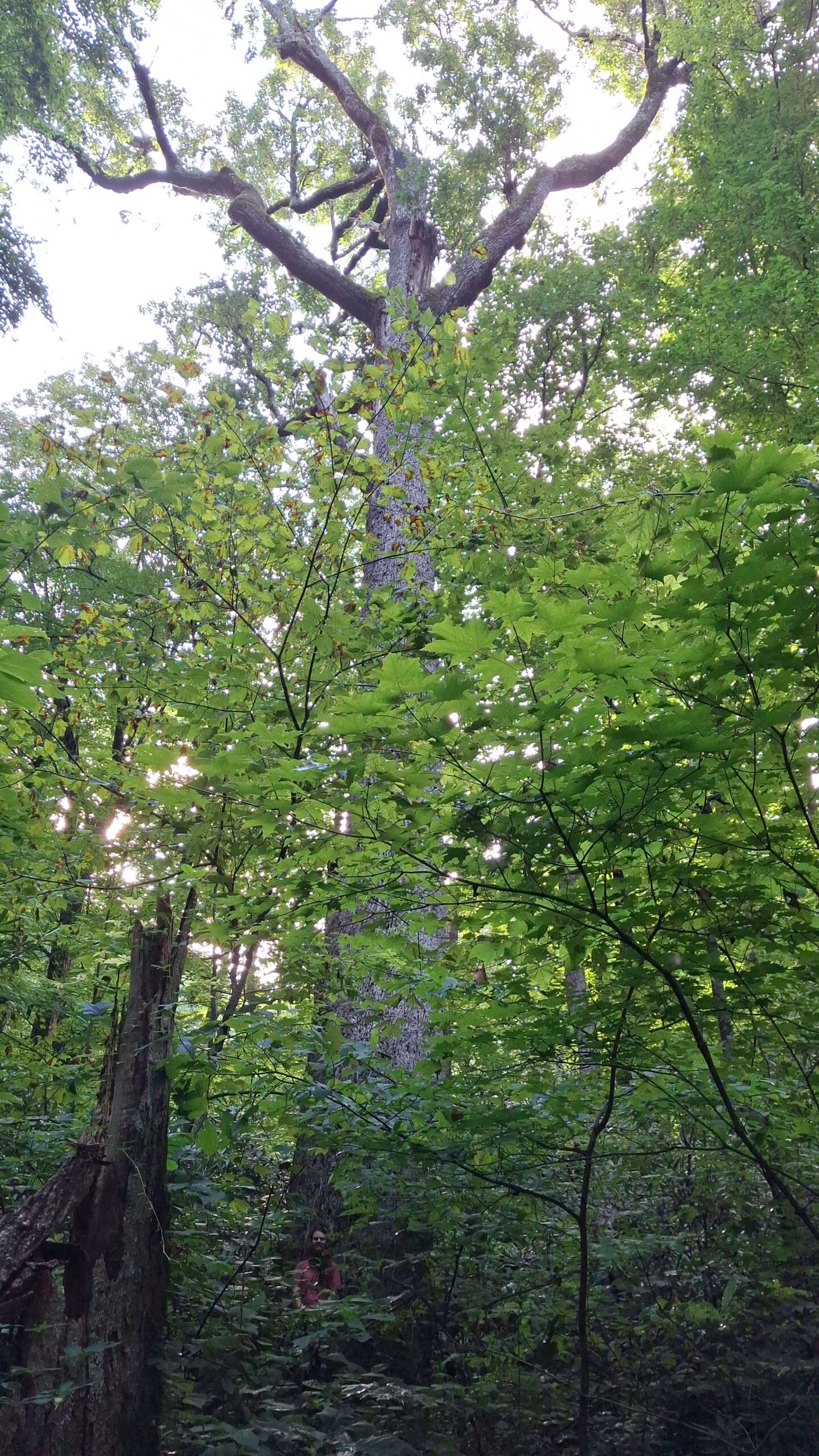 image for Chestnut Oak