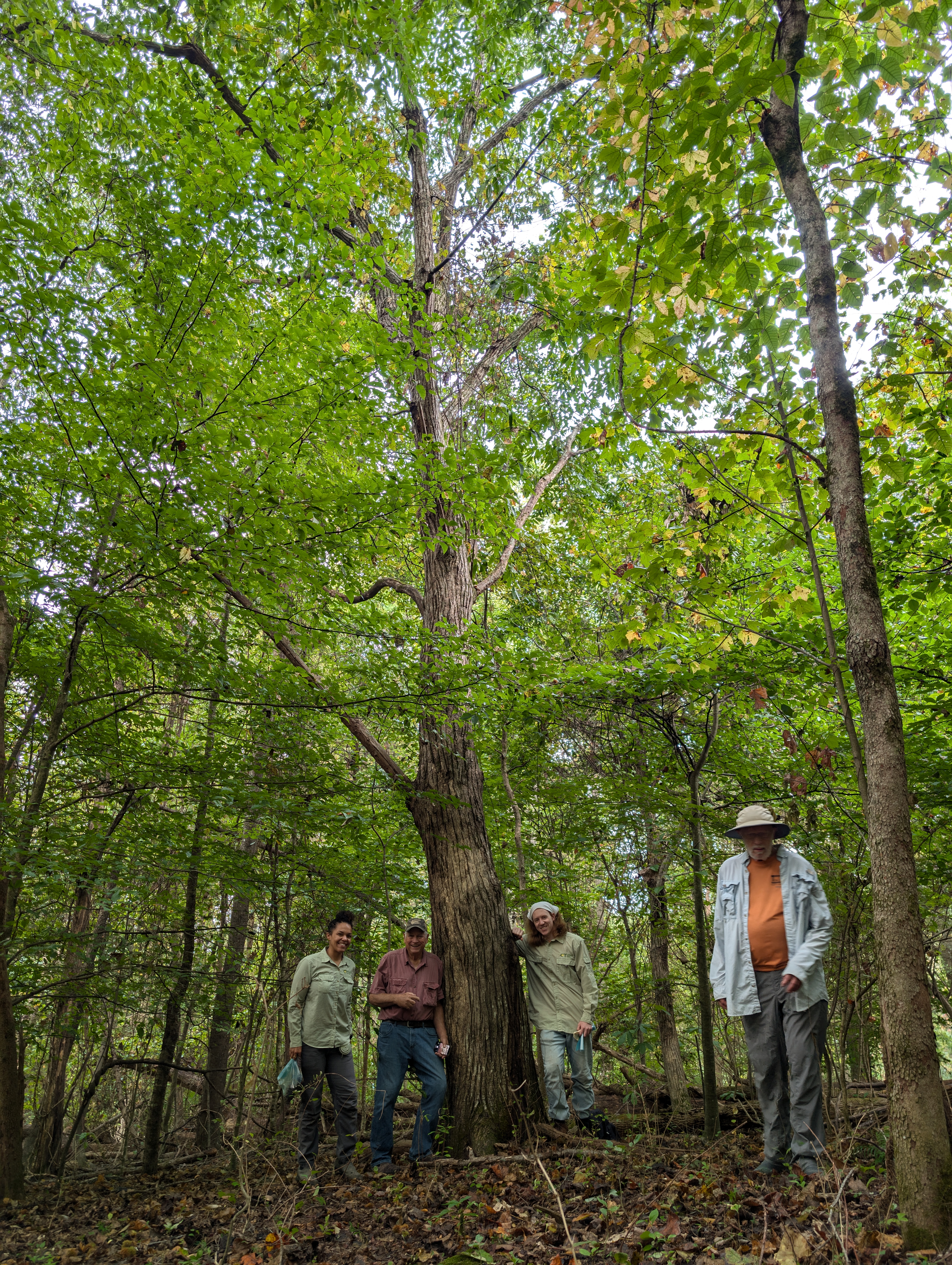 image for Chinese Chinquapin