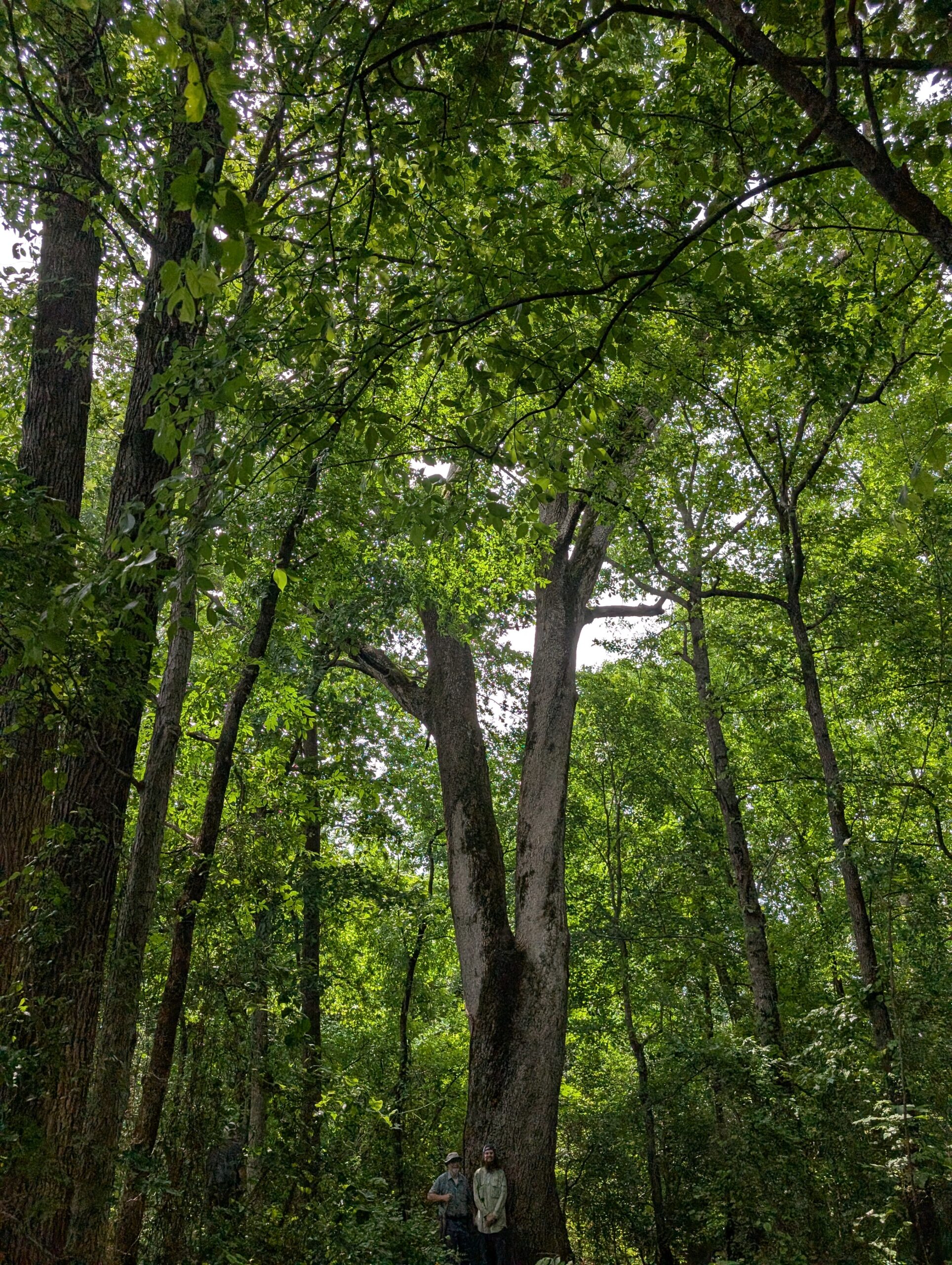 image for Chinkapin Oak