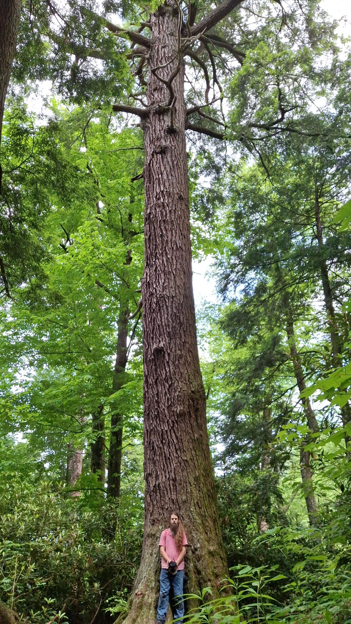 image for Eastern Hemlock