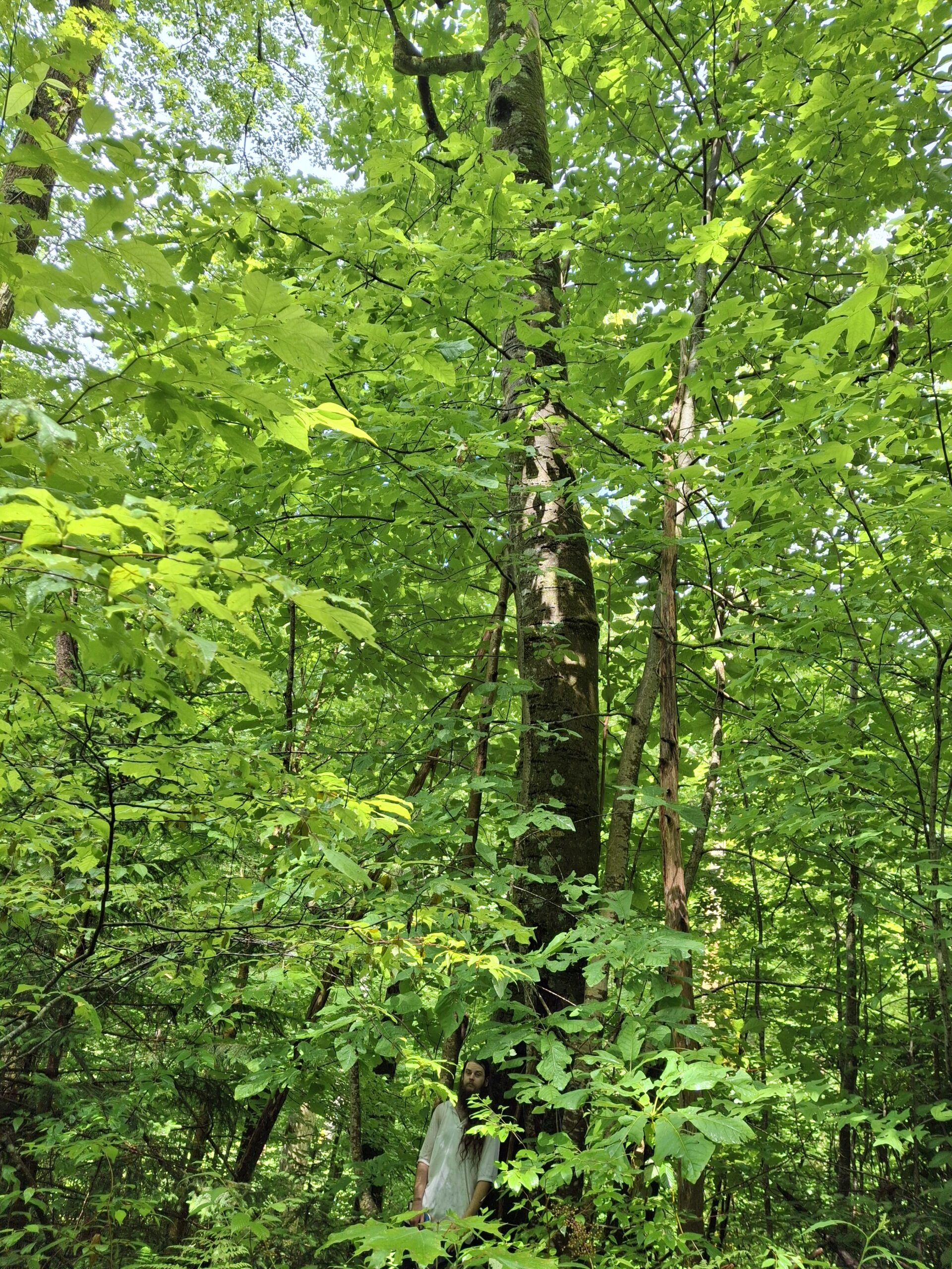 image for Fraser Magnolia