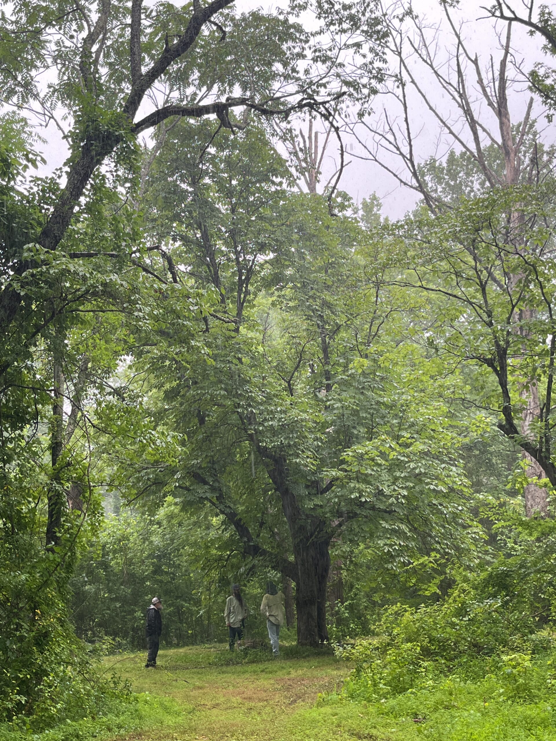 image for Horsechestnut