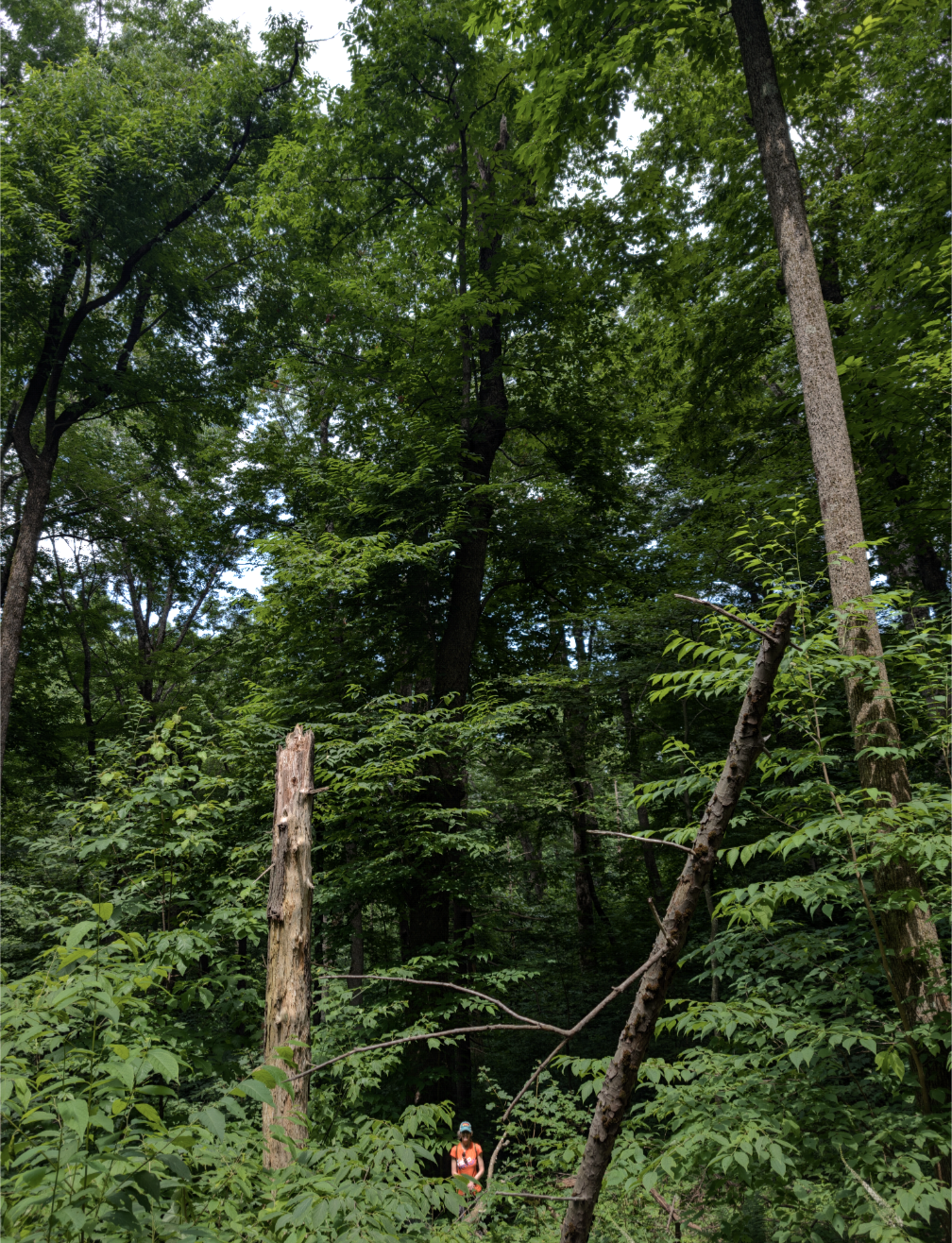 image for Mountain Silverbell