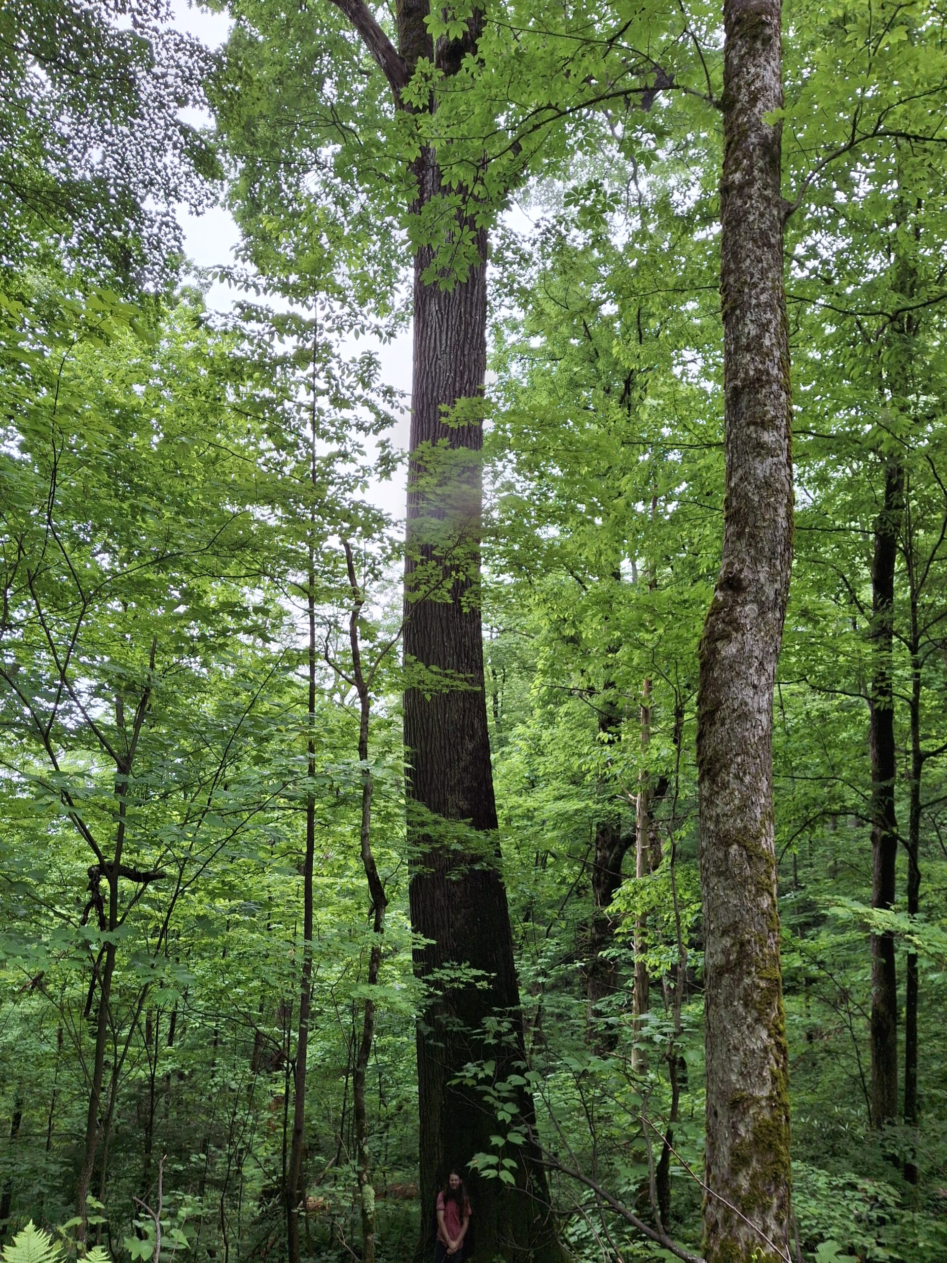 image for Northern Red Oak