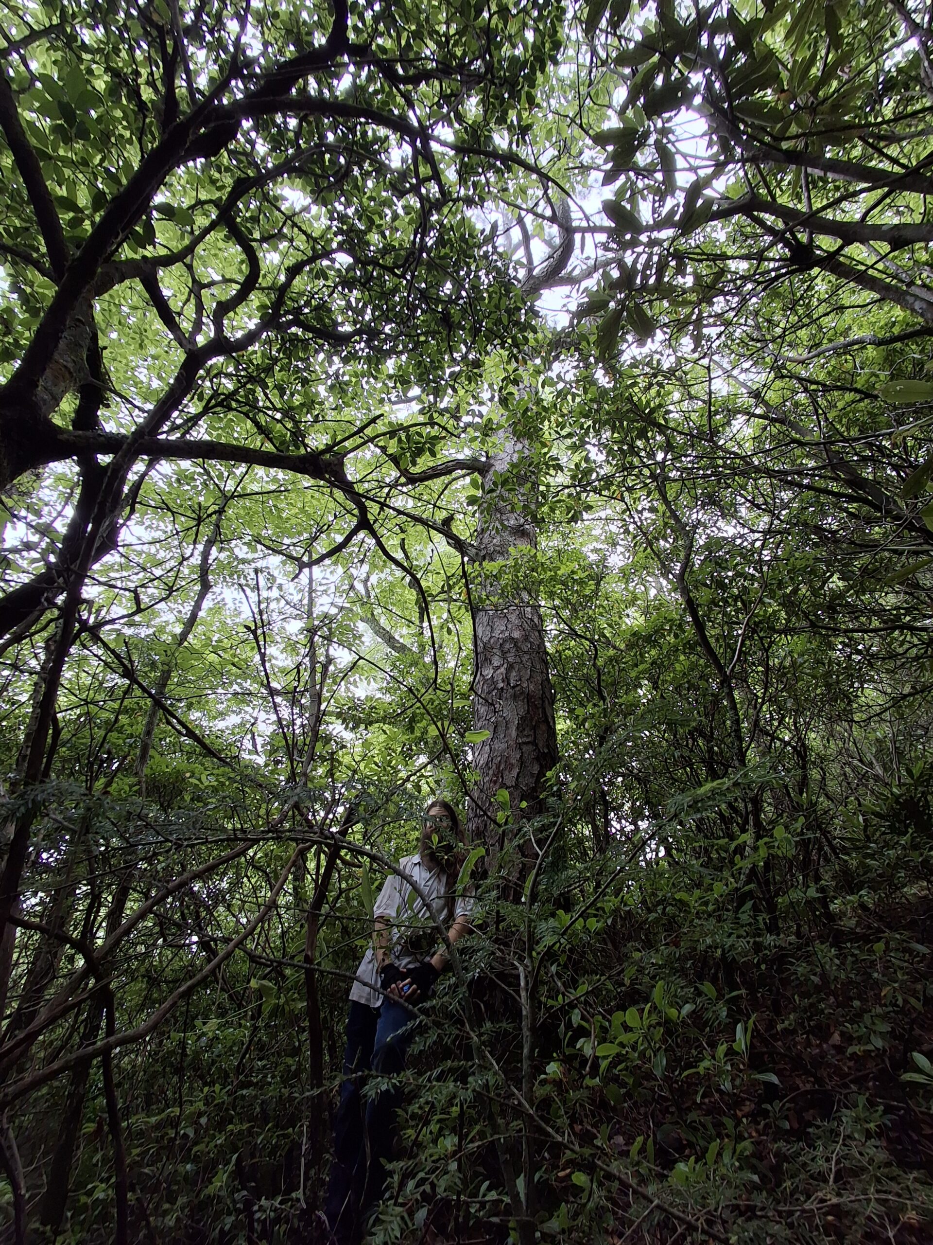 image for Pitch Pine