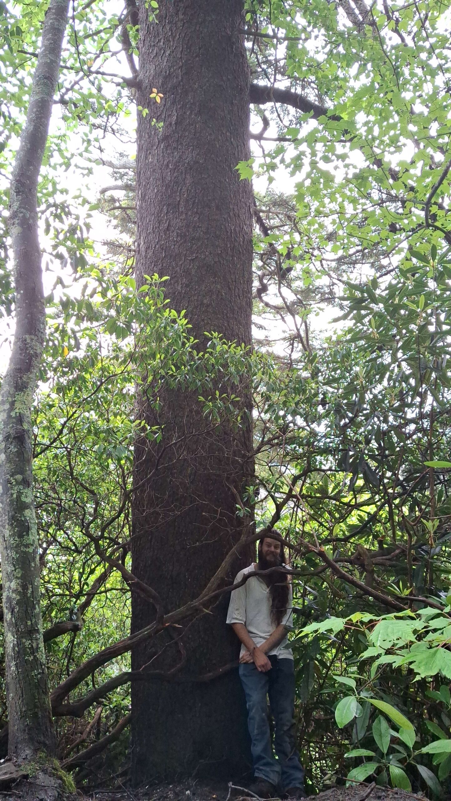 image for Red Spruce