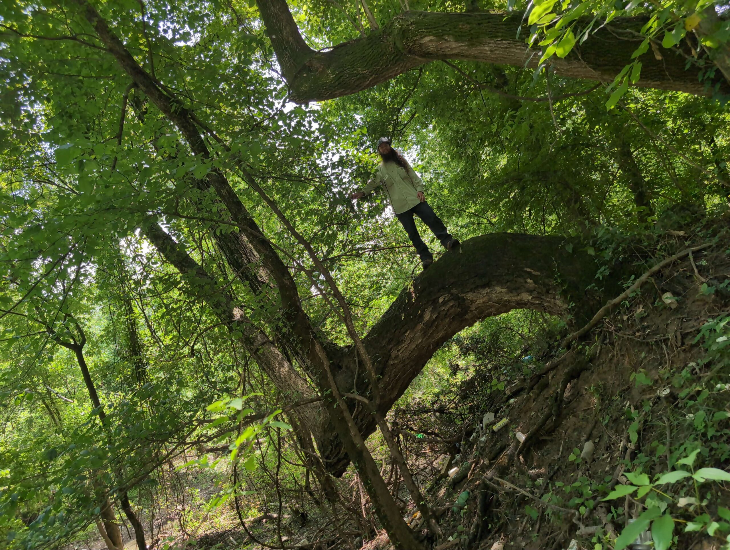 image for River Birch