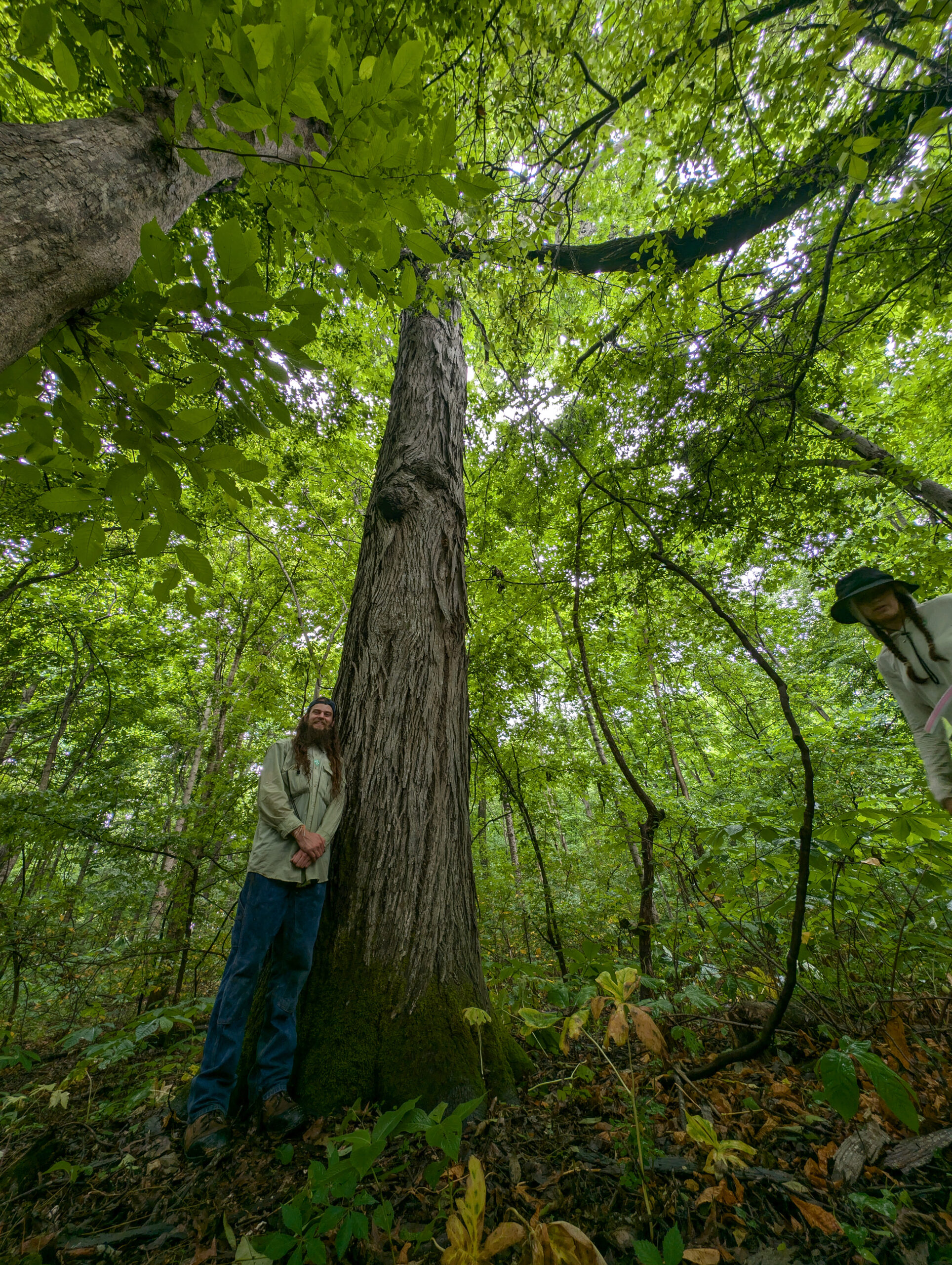 image for Shagbark Hickory