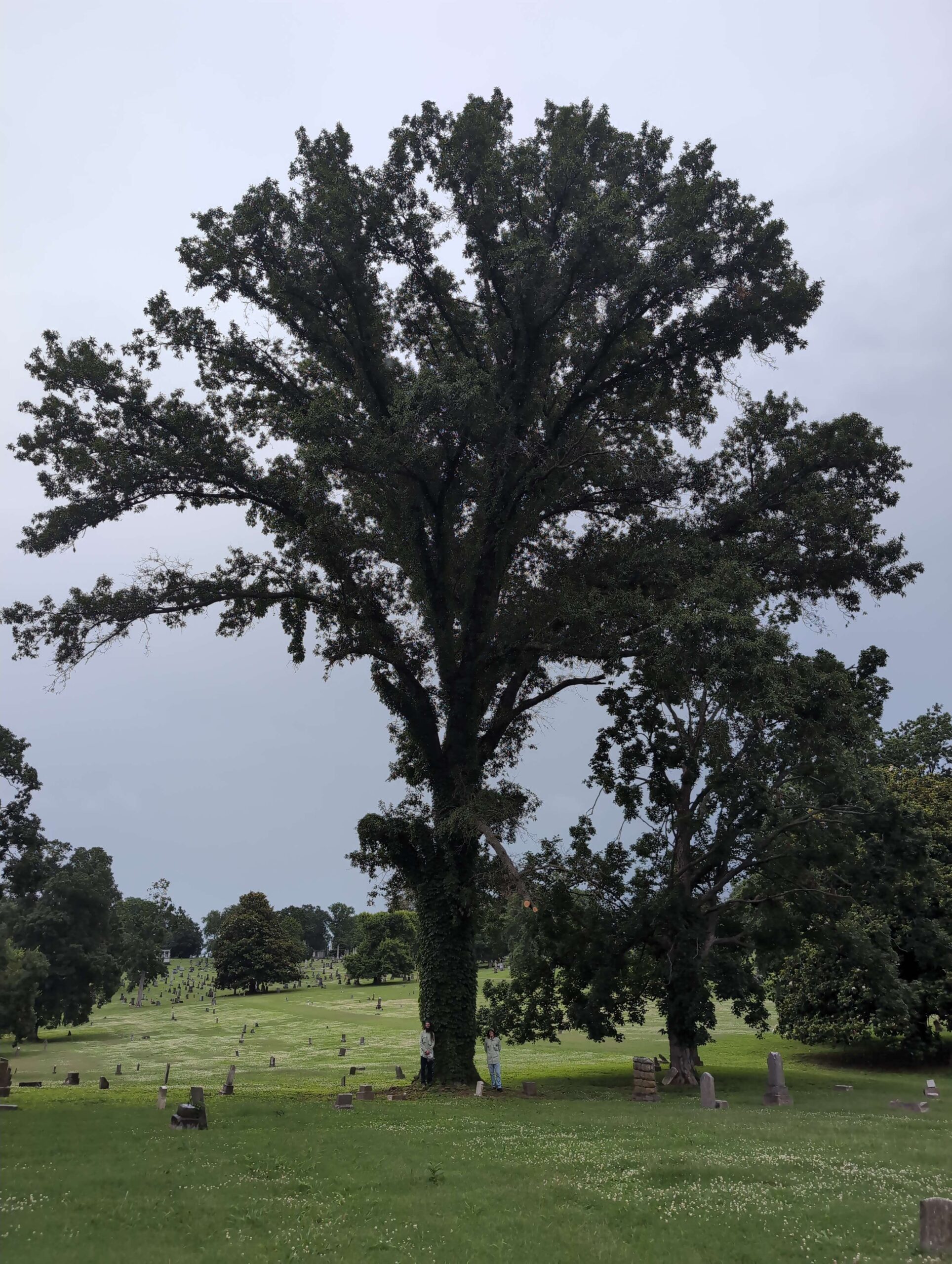 image for Shingle Oak