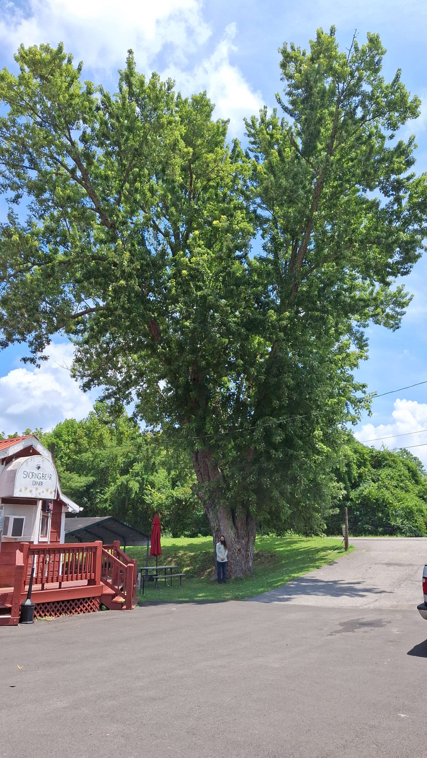 image for Silver Maple