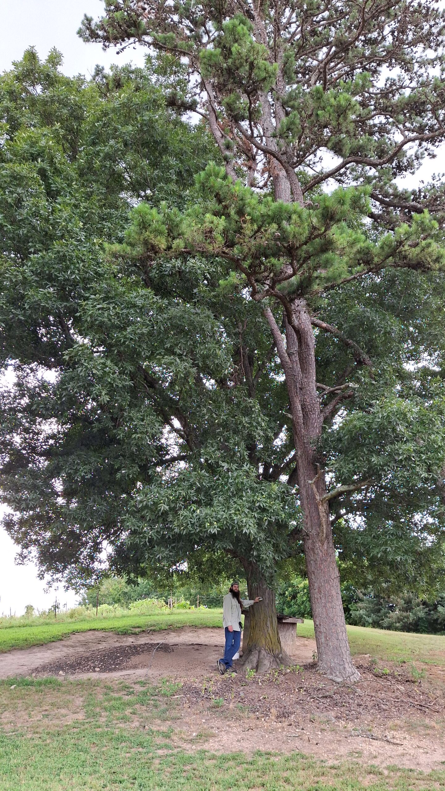 image for Southern Shagbark Hickory