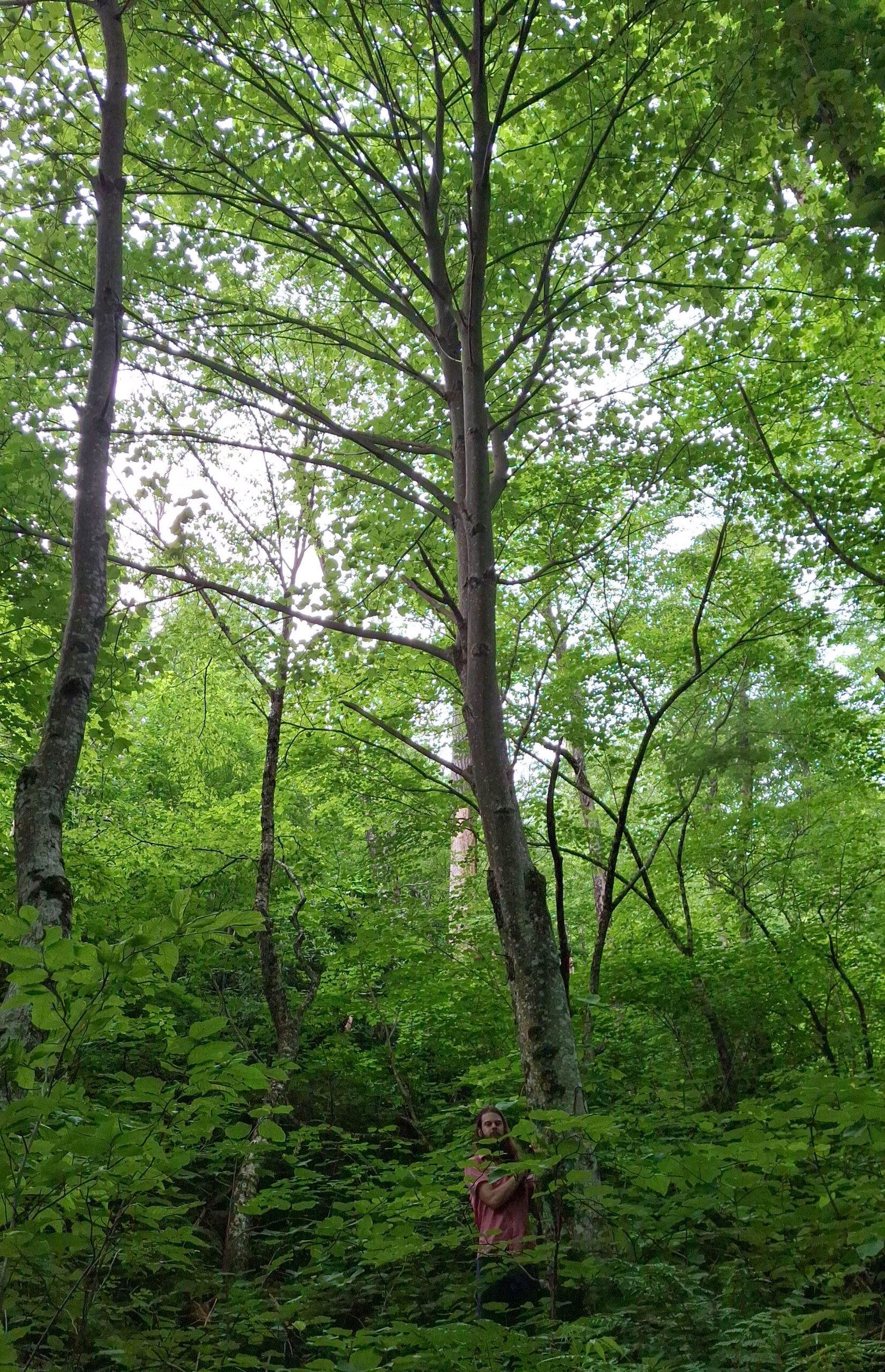 image for Striped Maple