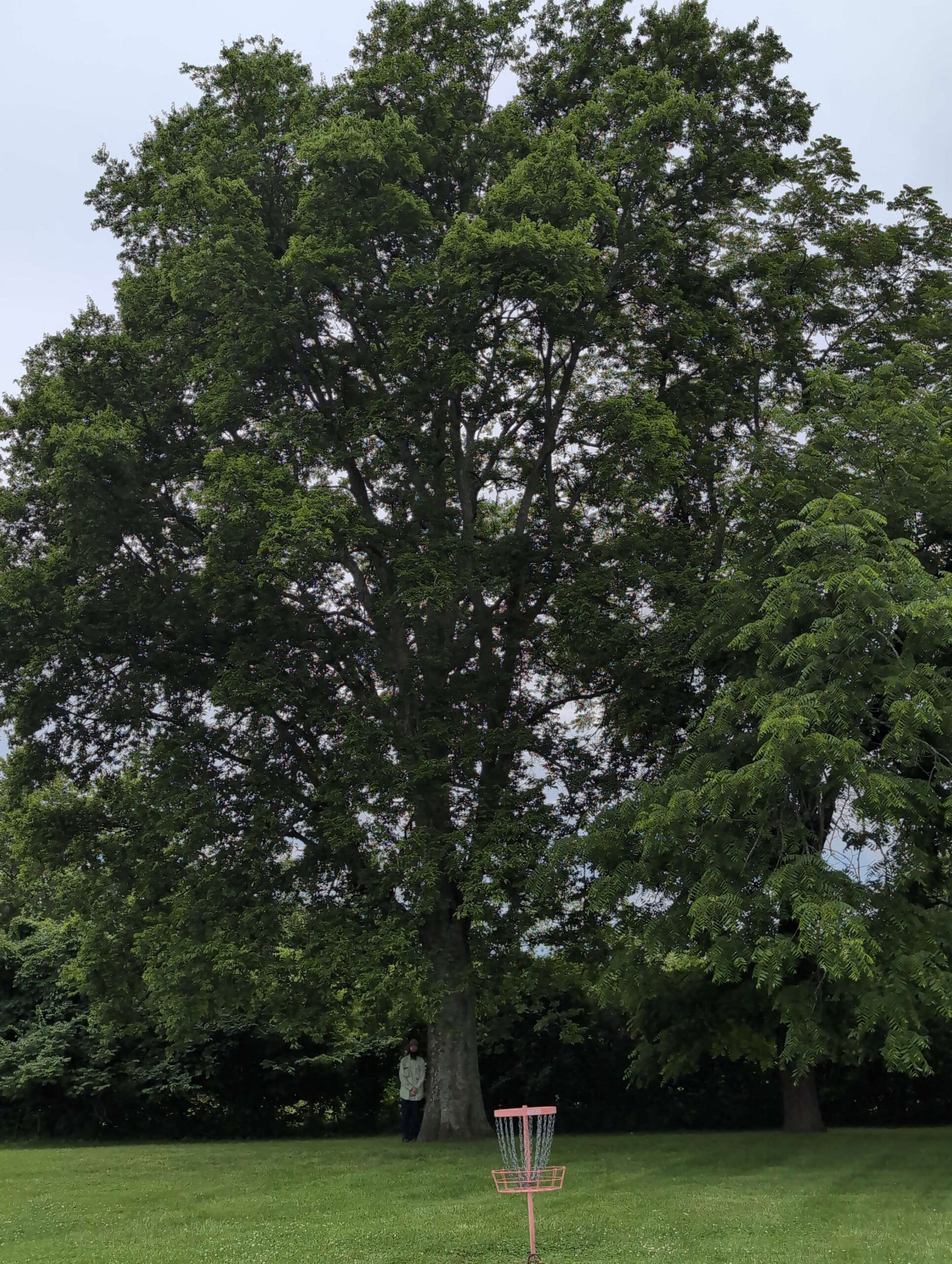 image for Sugarberry