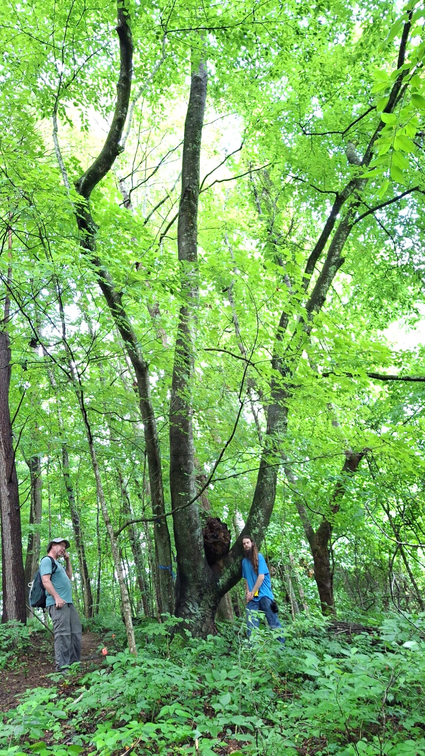 image for Sweet Birch