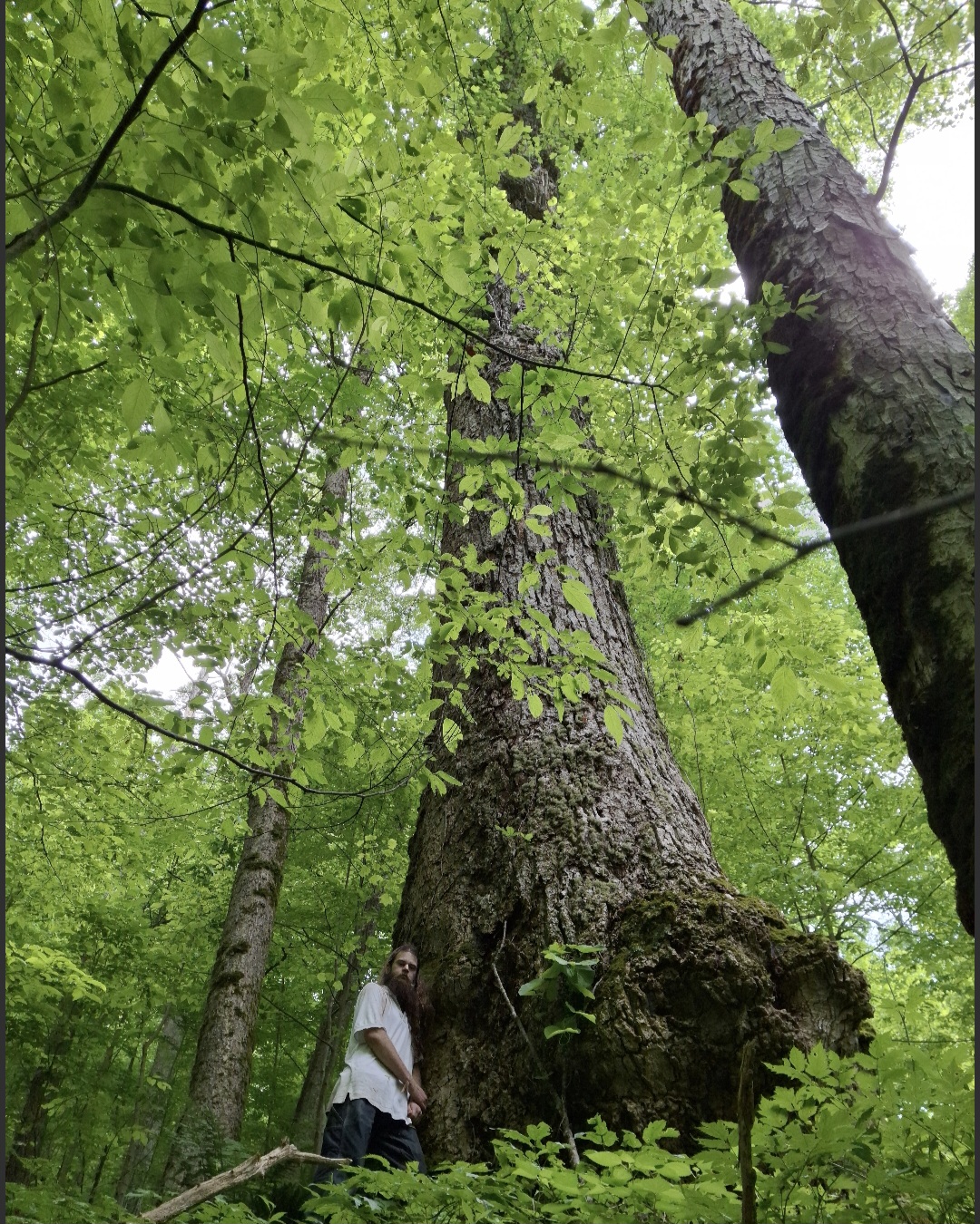 image for Tulip-Poplar