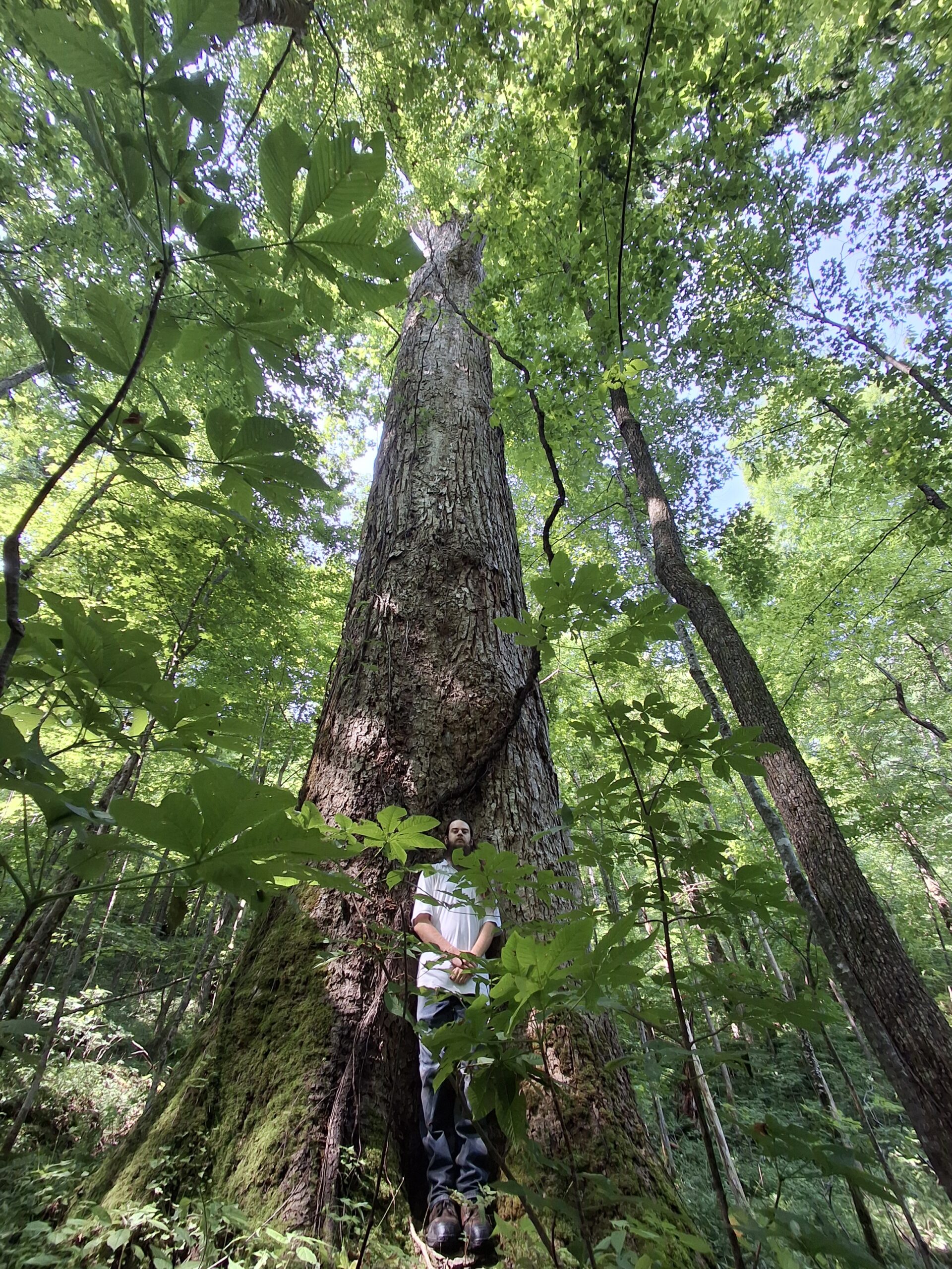 image for Tulip-Poplar