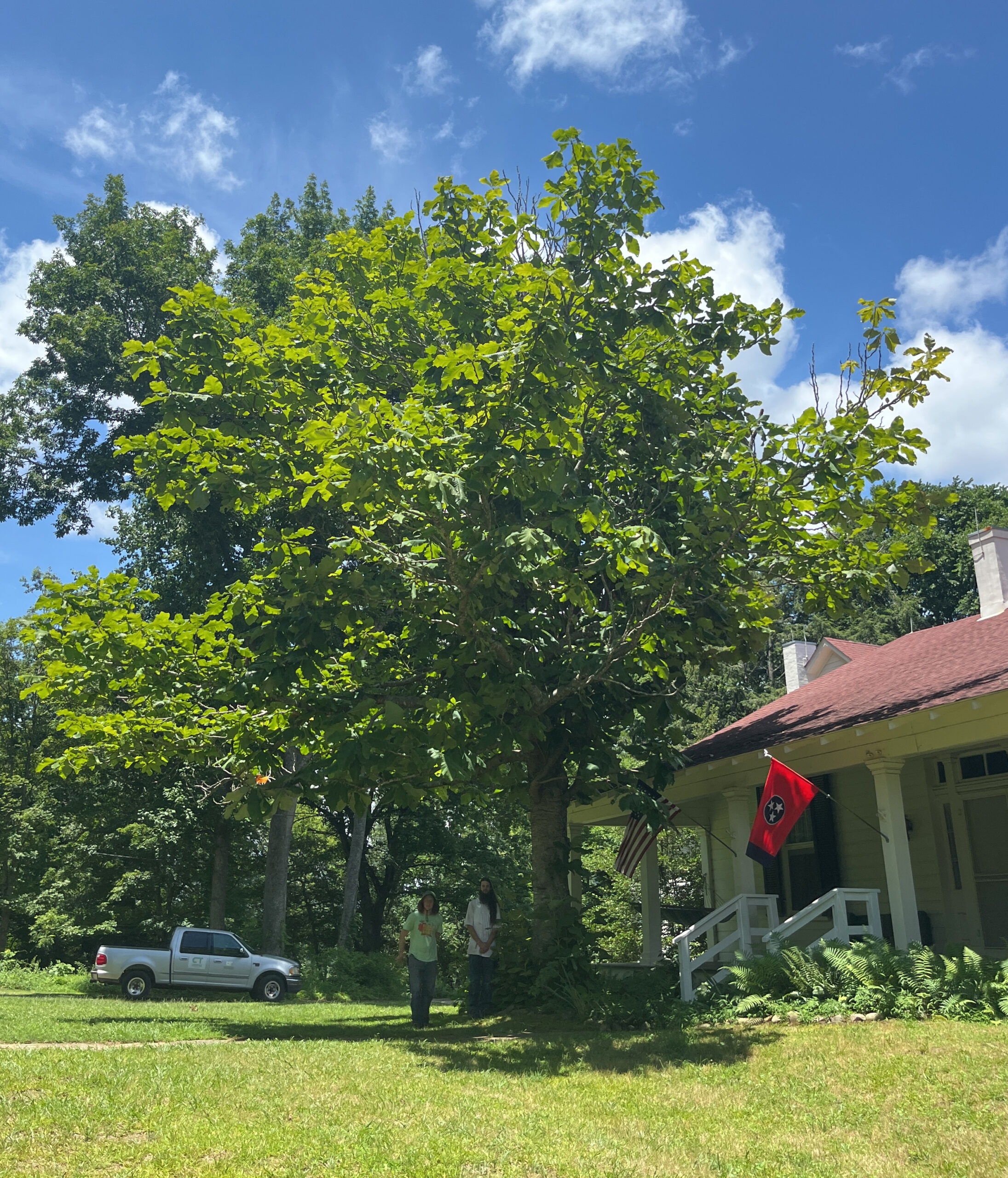 image for Umbrella Magnolia