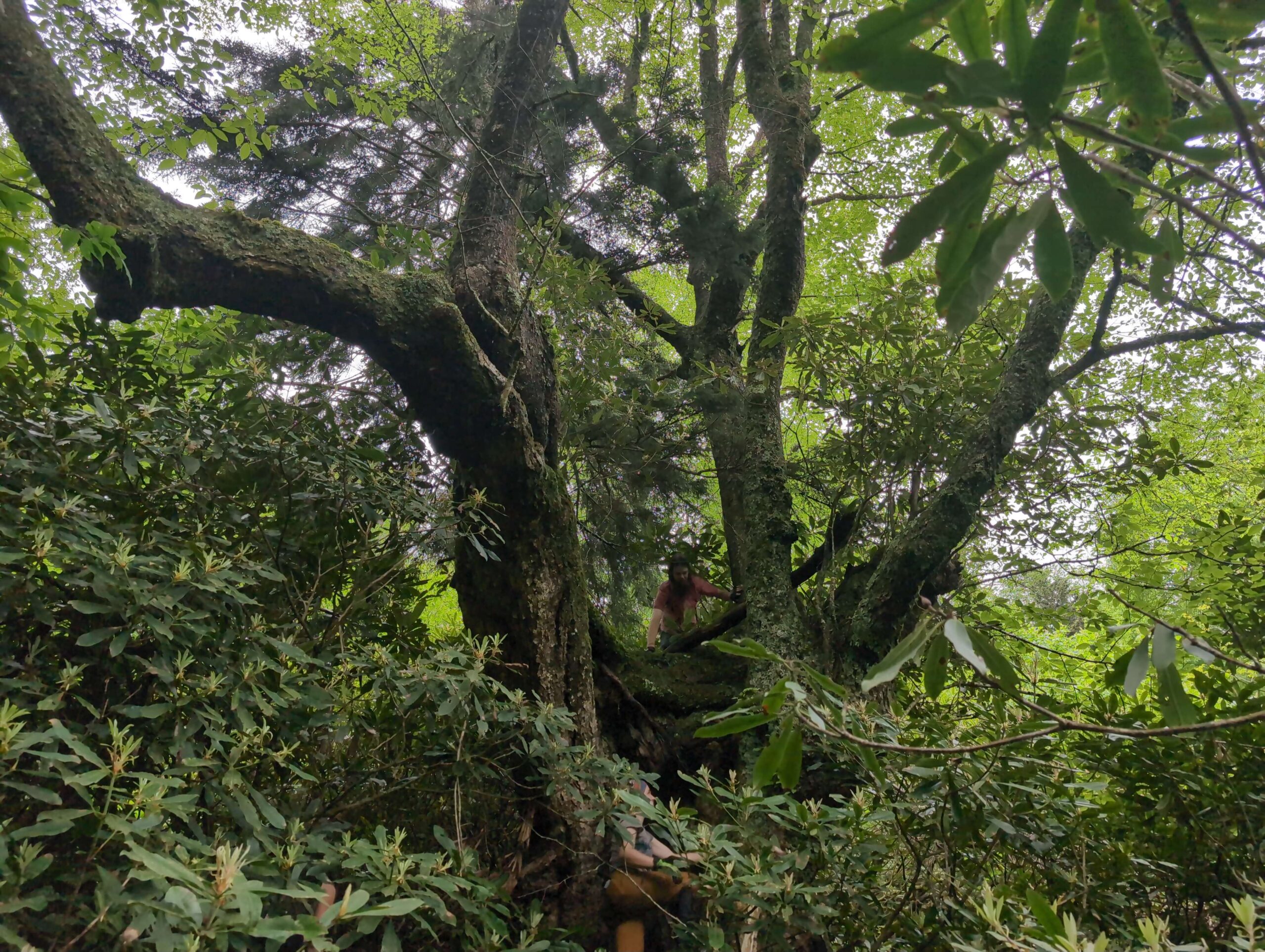 image for Yellow Birch