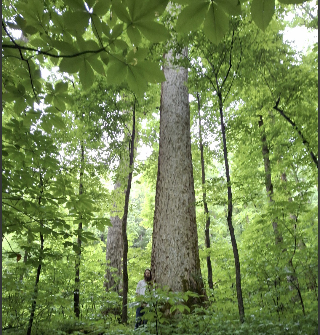 image for Yellow Buckeye