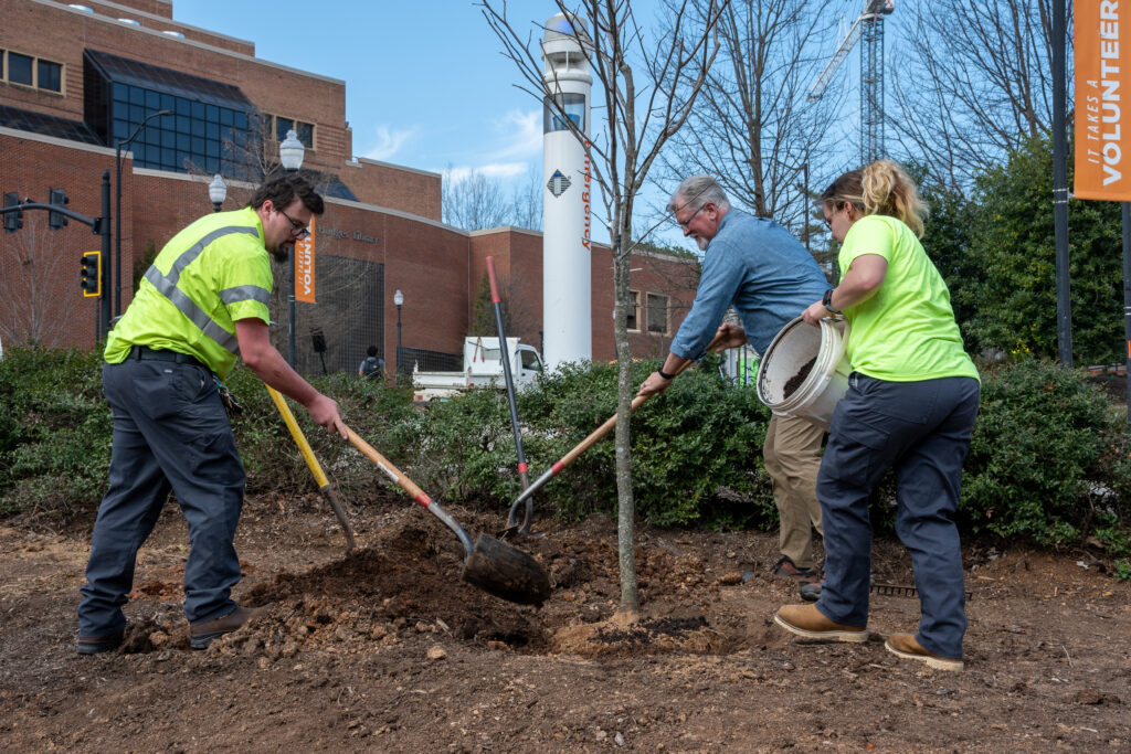 Three people plant a tree on the University of Tennessee campus.