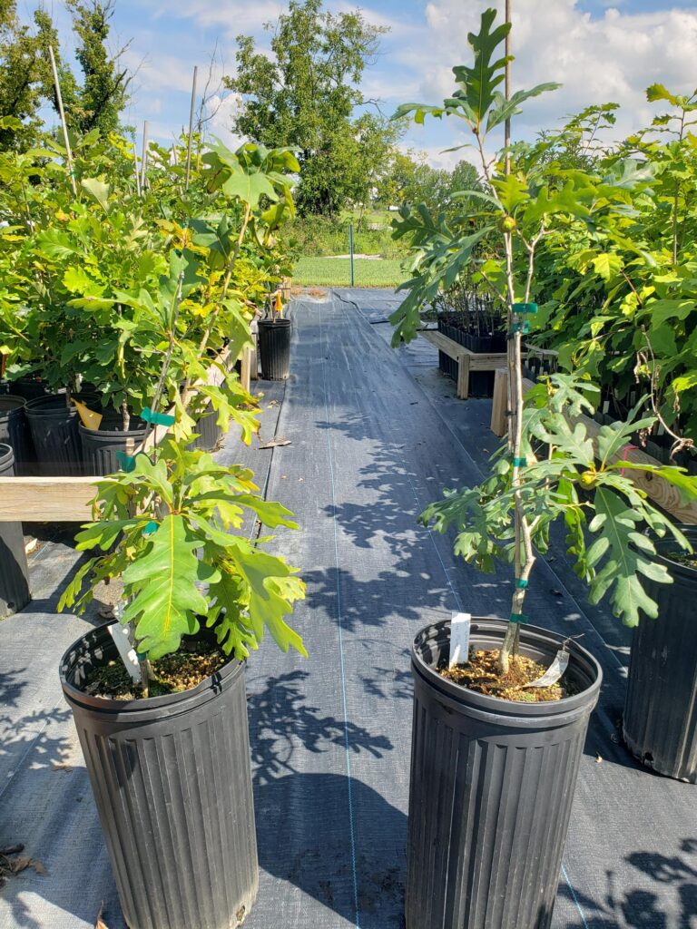 Grafted clones of white oak trees in black pots on a black tarp surrounded by other seedlings.