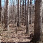 Oak trees grow in a winter forest.