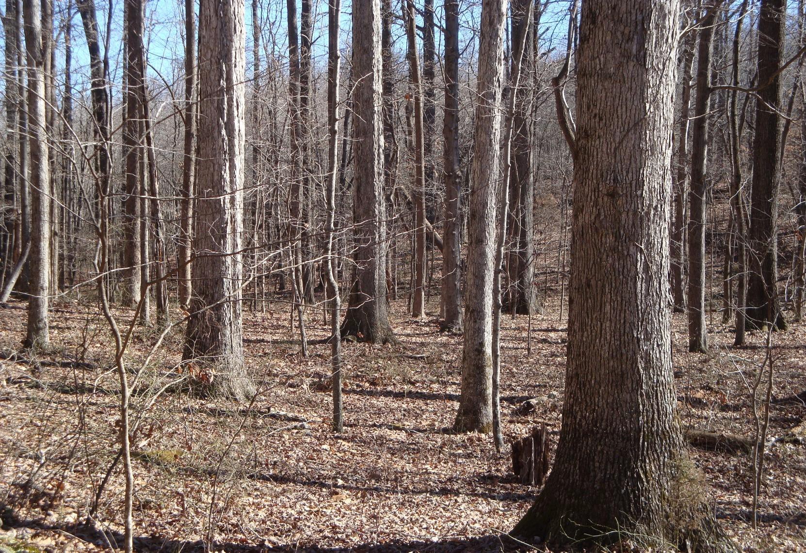 Oak trees grow in a winter forest.