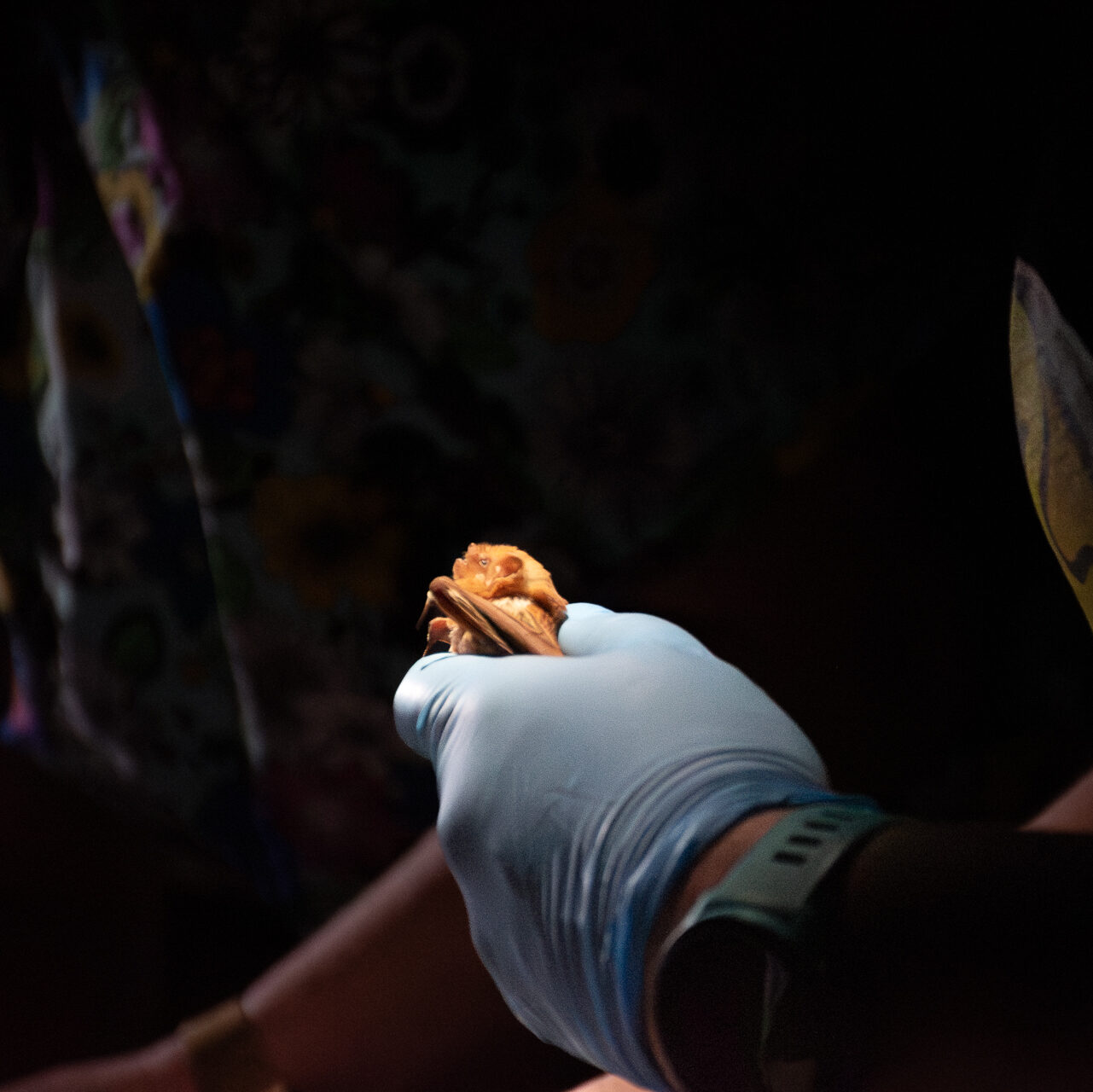 A person holds a bat in a gloved hand.
