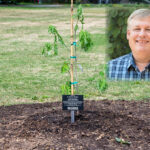 Image of person smiling in front of green bush appears over image of white oak tree planted in UT Gardens.