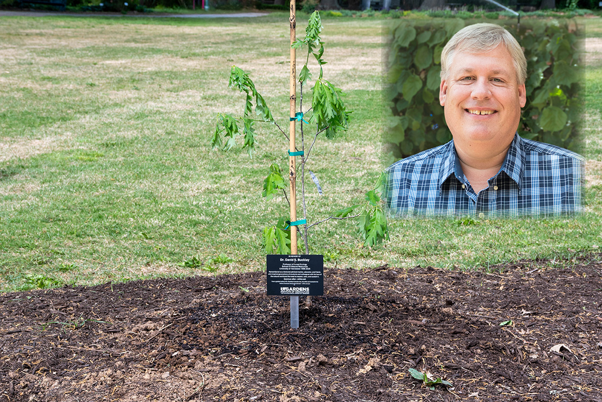 Image of person smiling in front of green bush appears over image of white oak tree planted in UT Gardens.