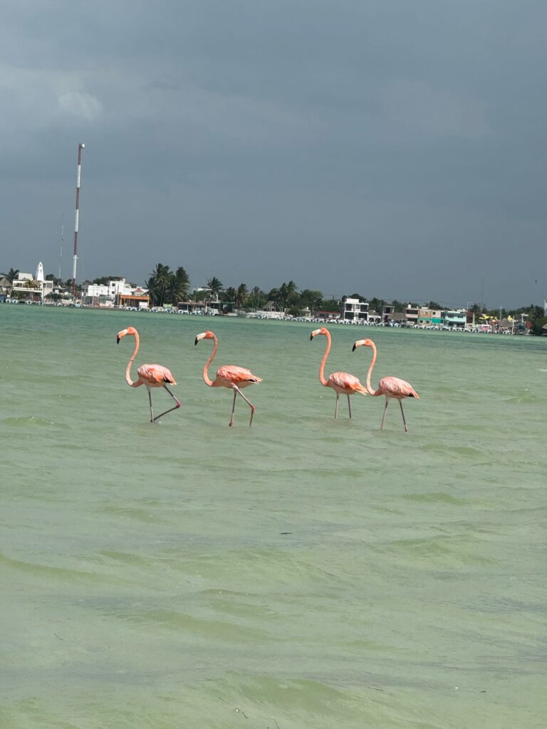 Four flamingos walk in water.