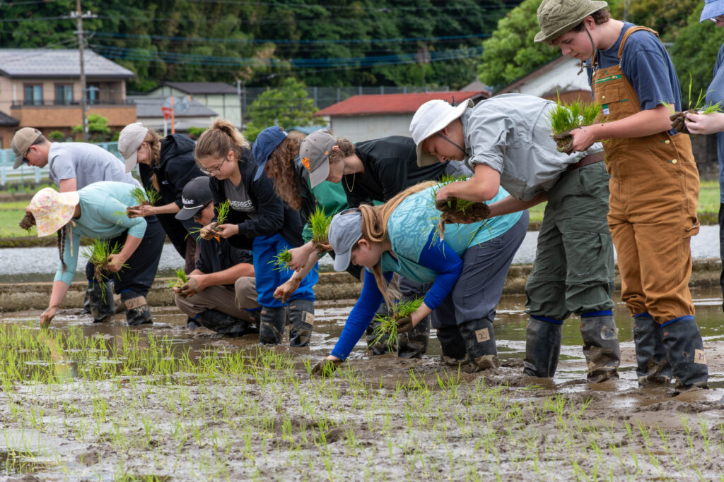 Students plant rice at the Tokyo University of Agriculture Isehara Farm.