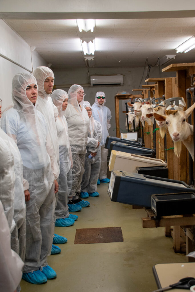 Students wearing PPE look at goats on Nagoya University farm.