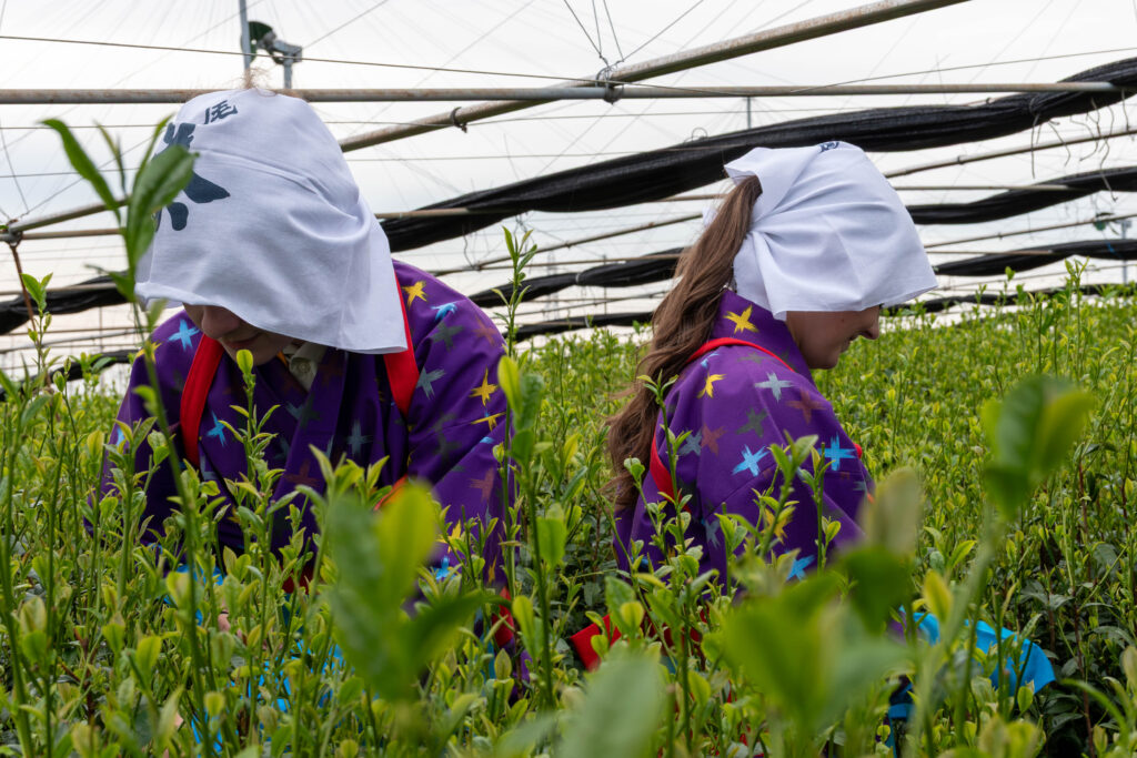 Two people pick tea leaves in traditional tea leaf picking attire in Nishio, Japan.