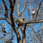 Three people with helmets and rope climb a tree on the UT Institute of Agriculture campus.