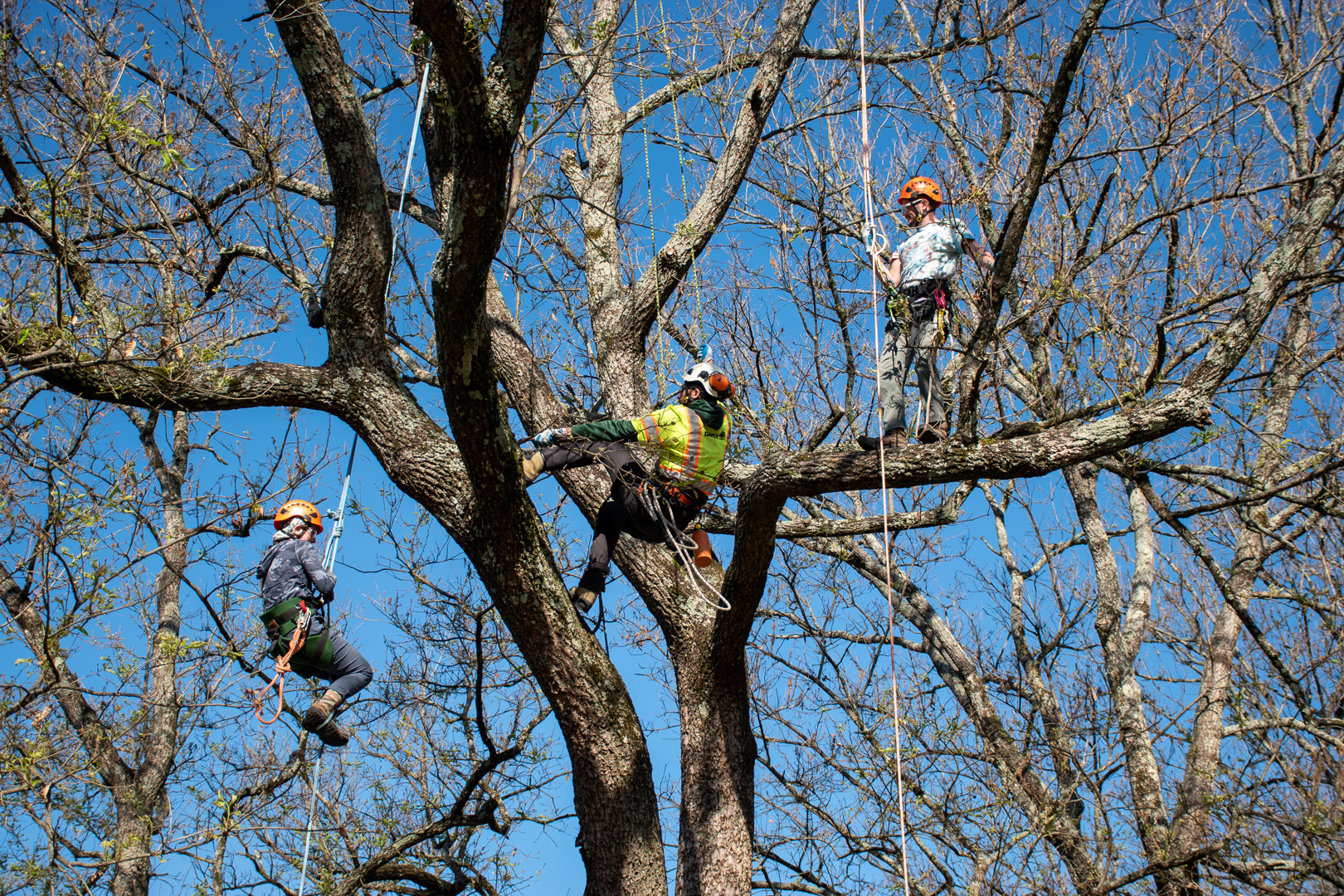 Three people with helmets and rope climb a tree on the UT Institute of Agriculture campus.
