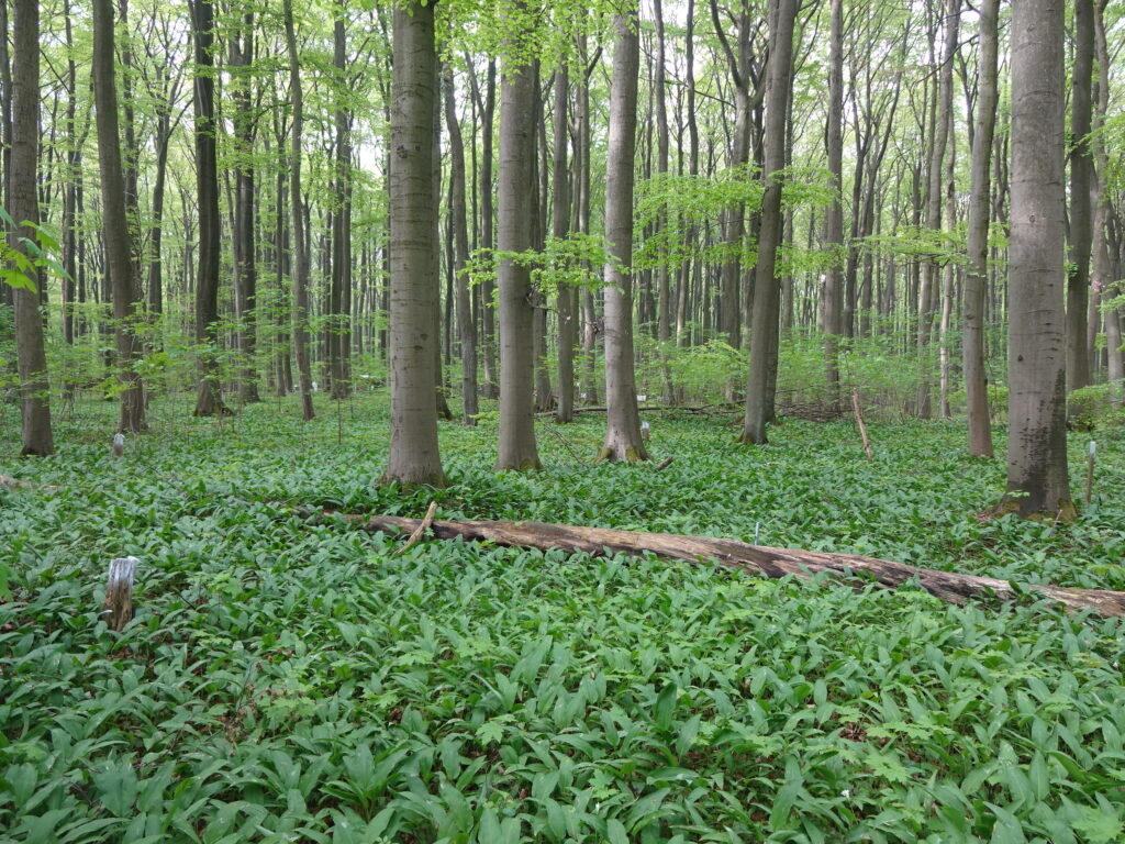 Göttinger Wald