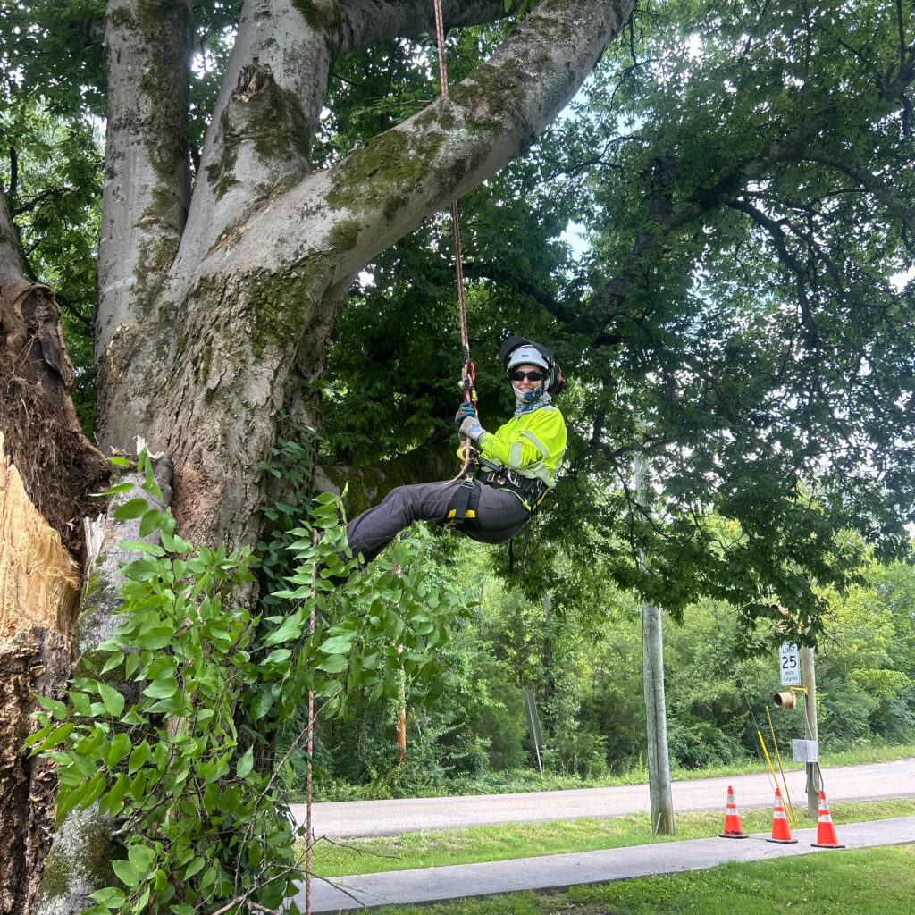 Person in helmet climbing a tree with a rope and harness.